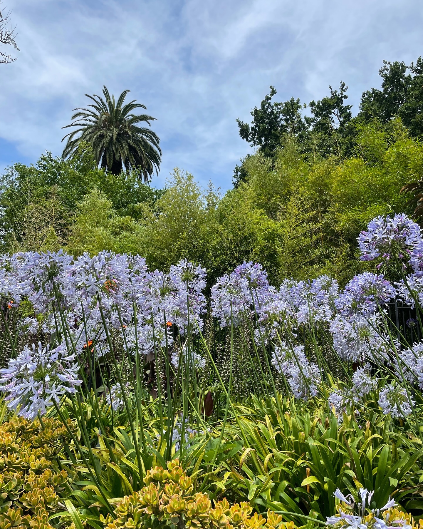 🇦🇺💜🪻

Stay with me

#flower #park
 #melbourne #aus #🇦🇺