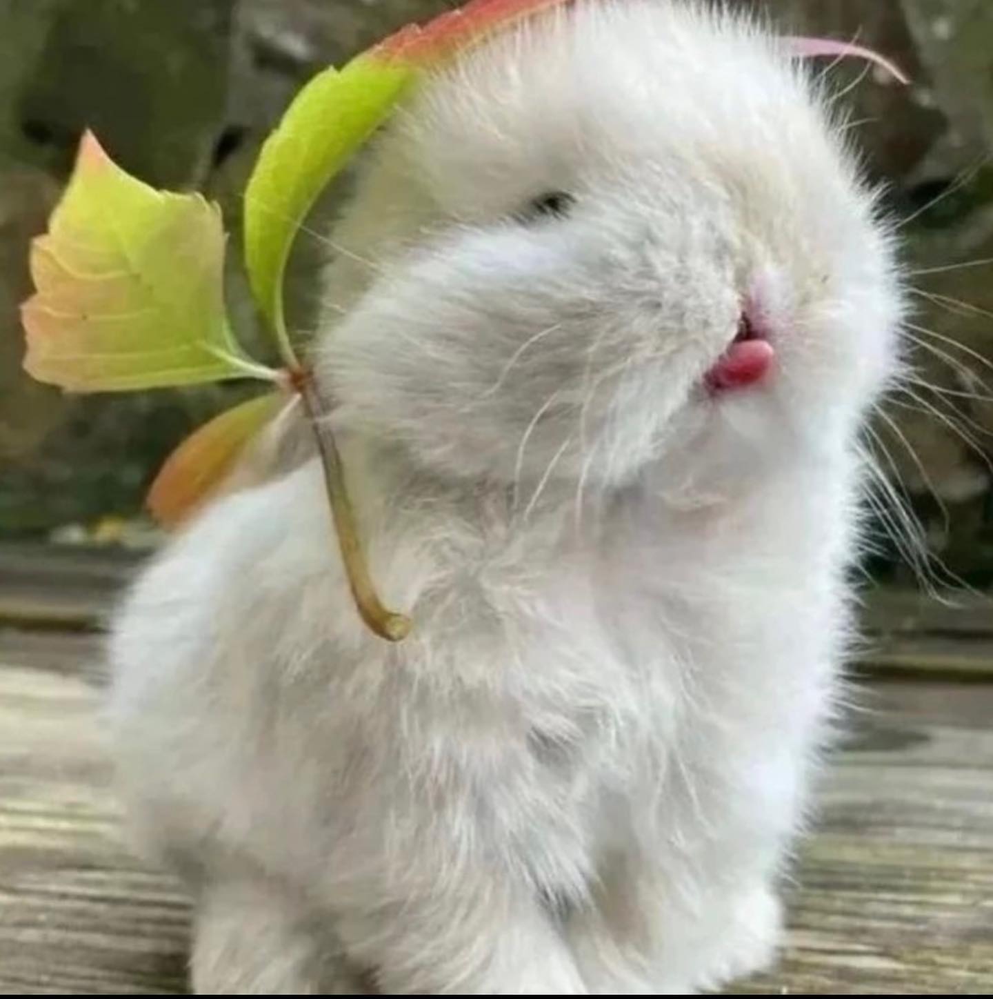아 또 모았다 10귀여미덜 ;;;; 🐰
첫번째 짤은 진짜 넘사인듯 🐰
#토깽이모음집 #기여미 #킹기염 #단풍