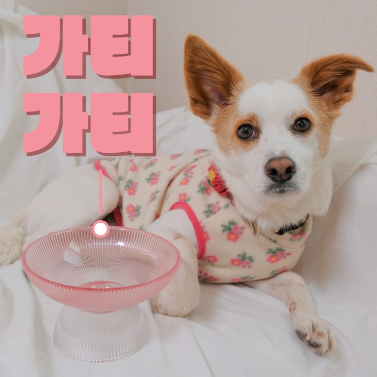 가티가티 강아지 고양이 물그릇 식기 실물 깡패 후기!
