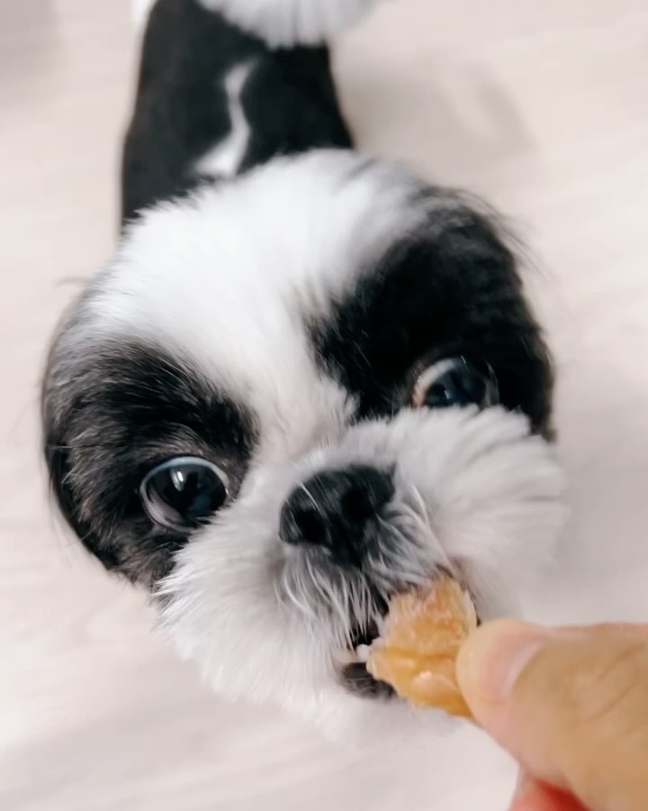 “엄마표 닭 안심 간식”
​
손질할 것도 거의 없고 해서 
1kg 씻고 말리기 세팅하는데 10-15분?
​
심지어 말리는데 크게 냄새도 없었어요~

지난번 닭발은 거의 20시간 바짝 말렸는데 
(1/5 무게로 줄었음)
​
닭 안심은 너무 마르기보다 촉촉했으면 해서

에프 건조기능
50도 6시간 말려보고 추가 3시간 정도 작업!

총 320g 정도 
1/3 무게로 완성👍

​7-10일 목표로
4-5개씩 소분하니 
8팩 정도 나왔네요~
​
냉동실 한 칸이 강아지 간식용칸
다들 그렇죠??ㅎㅎ

반응을 보니 
촉촉해서 그런지 닭발보다 
더 좋아하는 것 같아요~~
​
닭발은 콜라겐이 많은 장점이 있으니 
간혹 하거나 사주고 ㅎㅎ
​
닭 안심은 종종 하는 걸로~☺️

#정성 들였다, 후추야
그러니 건강하고 + 엄마 말 좀 잘 듣자!!