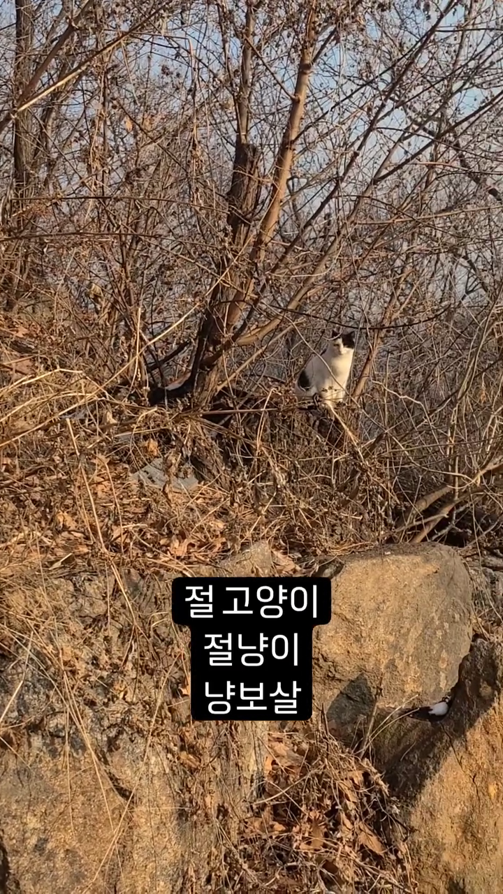 콘텐츠