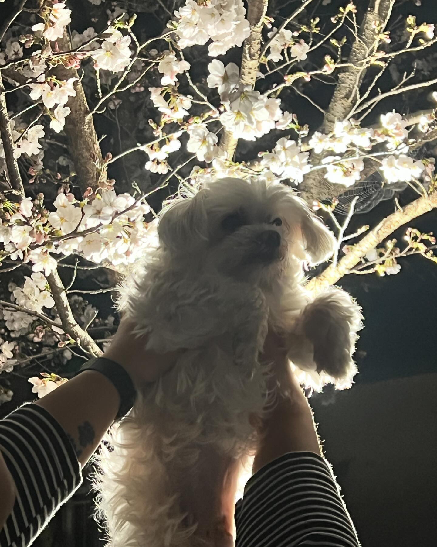 세상에서 제일 소중한 내 흰동이🐶🌸
다음 꽃놀이는 넷이서 🧑🏻👩🏻🐶👶🏻❤️