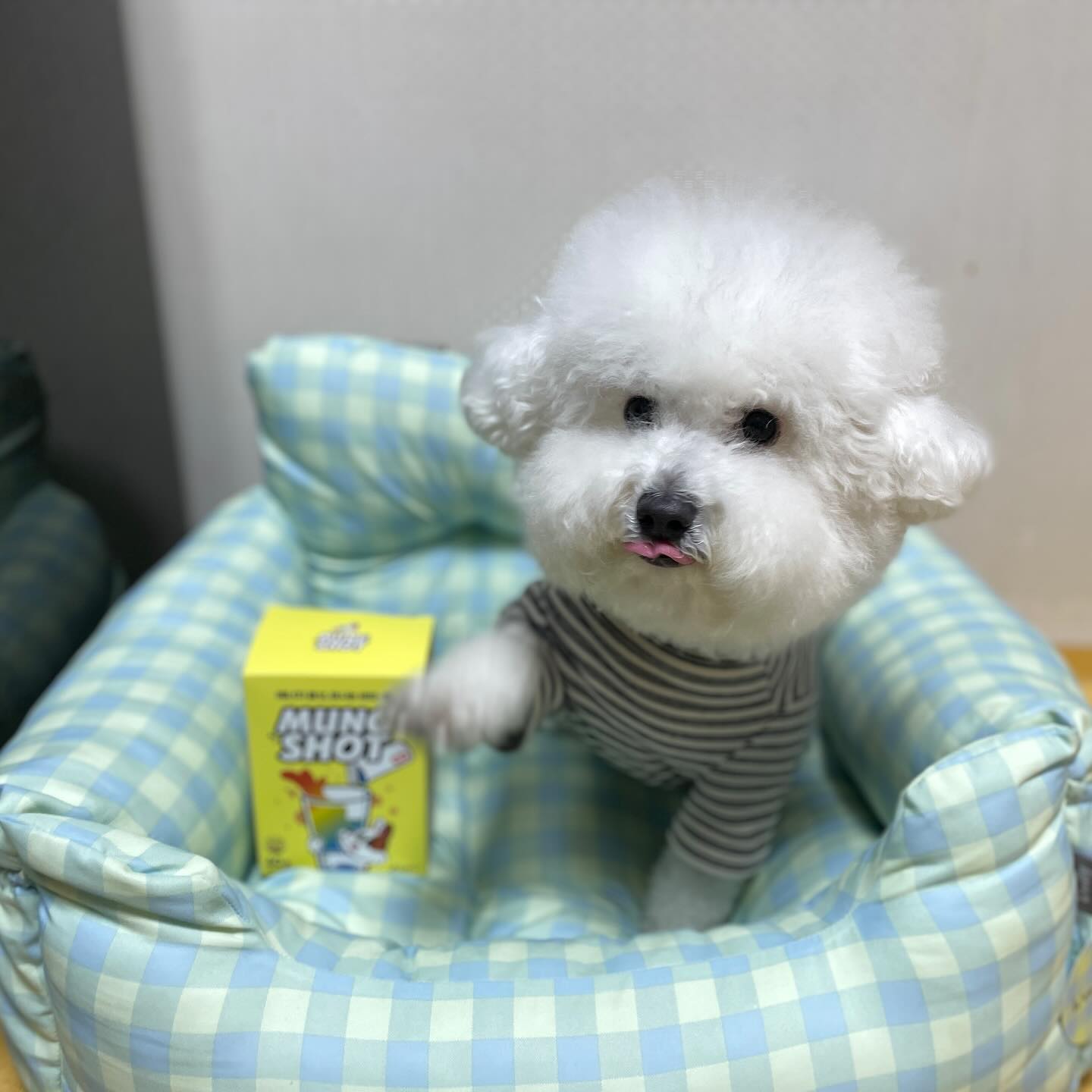 #협찬 

📢음수량 적은 멈머 여기 모여라📢

며칠 전 오찌가 소개한 멍샷 기억해? 너모너모 죠아서 또! 소개해주려고 가지구 와쩌 🐶🤍

여러 제품들을 먹여보았지만 음수량을 늘리는데 실패했는데 마시는 비타뮨 멍샷 먹고 음수량이 옴~~총 늘었다구 👍🏻

베타글루칸이 들어있어 면역력, 알러지 걱정도 줄고 매일 여러가지 영양제 챙겨줄때마다 간수치가 높아지지 않을까 걱정했었는데 비타뮨 멍샷은 한포로 해결되니 너무 굿이얌🥹🤍

왜이렇게 눈을 뒤집어가면서 잘먹나 했더니 닭간이 들어있어 기호성도 죠타구! 밖에서 물 안마시는 칭구들에게 징짜 강추!!

🌼국개대표 마시는 비타-뮨 멍샷🌼

✔️수분보충으로 인한 각종질환 예방
✔️ 베타글루칸으로 인한 면역기능 증강
✔️ 락토바실러스로 인한 구강&피부 건강 도움
✔️ 비타민 10종으류 인한 신진대사 촉진
✔️ 방부제 무첨가
✔️ HACCP, ISO 인증 안심제조

<간략한 찐후기>

장점
- 한 포로 간단하게 영양과 수분 둘 다 잡을 수 있음
- 기호성이 높아 언제 어디서든 엄청 잘먹음
- 알러지 심한 아이도 베타글루칸 덕분에 알러지 걱정 없이 급여 가능
- 물 뿐만 아니라 사료, 간식에도 뿌려서 맛있게 먹을 수 있음
- 피부 건강에도 좋고 면역력에도 도움됨

단점
- 계속 달라고 끼융끼융거림
- 늘어버린 음수량에 패드 자주 갈아줘야 함

coreadog 

#사전체험 #국개대표 #국개대표멍샷 #멍샷 #국개대표면역영양제 #국개대표비타민#강아지음수량 #강아지면역영양제 #강아지종합비타민 #강아지영양제 #강아지물에타먹는영양제#강아지비타민영양제 #강아지비타민 #강아지활력증가 #강아지면역력높이는방법#강아지장영양제 #강아지구강영양제 #강아지피부영양제 #강아지음수량높이는방법#기호성좋은강아지음료 #강아지면역력 #강아지면역향상 #강아지피부염#강아지치주염영양제