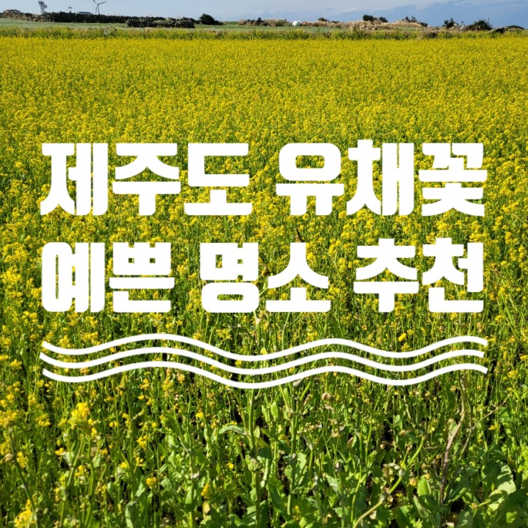 제주도 여행) 유채꽃밭 명소 및 개화시기_유채꽃재배단지, 가파도(배시간 정보), 엉덩물 계곡