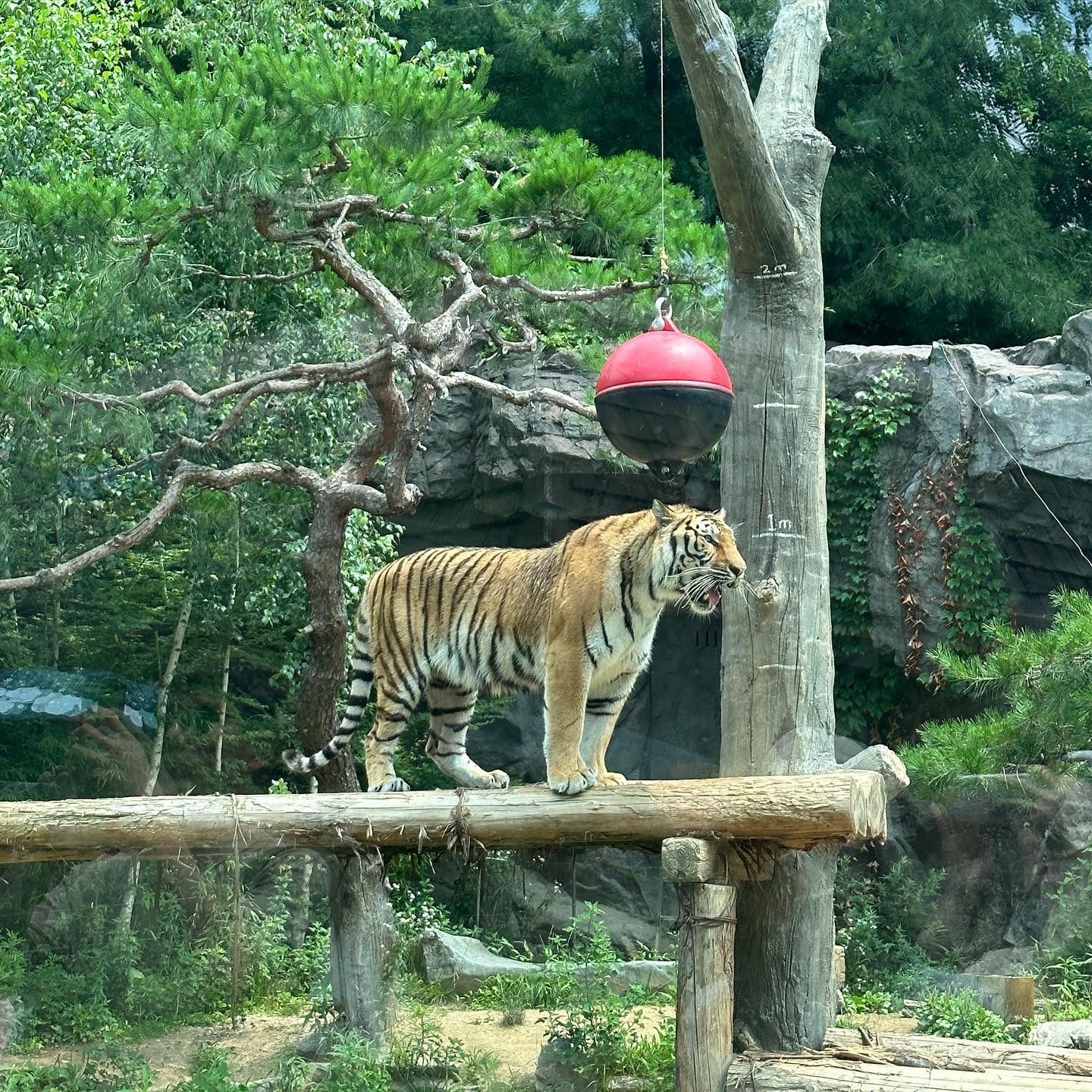 호랑이 셋 다 모였다!!!! 어흥!!🐯
기여운 동물모음🐼🐻🐯🐒🐦‍⬛🦧🐅🦜
#용인 #에버랜드 #동물 #사파리 #판다월드