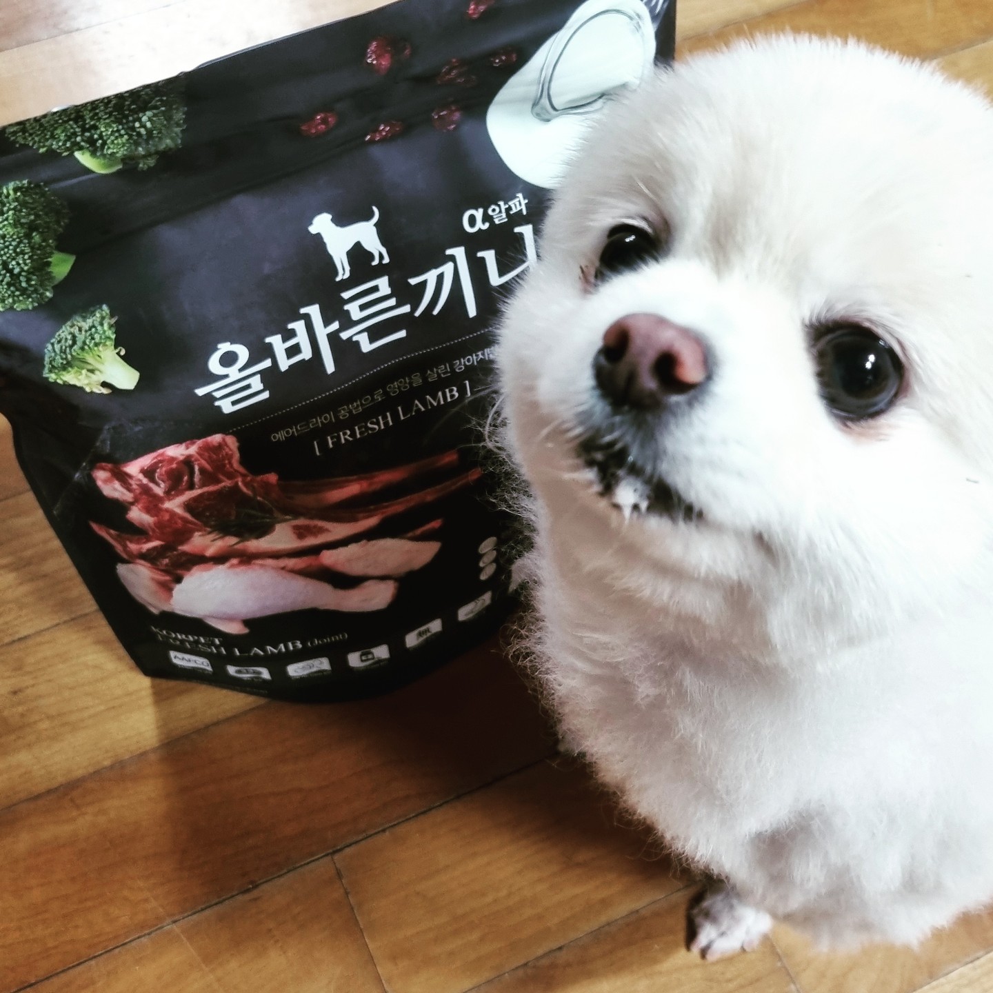 토리와 같이 관절 질환이 걱정되는 강아지, 점프를 자주 하는 강아지, 미끄러운 바닥에서 생활하는 강아지, 입이 짧아 밥을 잘 안 먹는 강아지, 변 냄새가 심한 강아지, 소화능력이 떨어지는 강아지에게 이 사료가 적합합니다.

토리처럼 이 사료를 먹으면서 기호성이 좋고 관절 연골 건강에 큰 도움을 얻었다면, 국개대표 신제품 사료 100% 추천드립니다! 

증기로 찐 강아지밥이기 때문에 일일 권장량을 잘 맞춰서 먹는 것이 중요하며, 건강한 한 끼를 위해 이 사료를 고려해보시기 바랍니다. 🐶🍽️

-신선한 생육 함유: 풍부한 단백질과 낮은 칼로리의 대명사인 양고기(생육) 함유로 신체의 성장과 유지에 도움이 됩니다.

#협찬 #국개대표 #국개대표올바른끼니알파 #강아지관절사료 #강아지양고기사료 #강아지기능성사료 #올바른끼니알파 #국개대표신제품 #증기로찐강아지밥 #기호성좋은강아지사료 #강아지생육사료 #생육사료 

-영양소 파괴 최소화: 증기로 쪄내는 스팀 드라이 공법을 사용하여 수분율을 유지시키고 유해균을 제거하며 영양소 파괴를 최소화합니다.

-AAFCO 기준 24가지 설계: 신선한 원재료와 프리미엄 기능성 원료를 사용하여 최적의 영양밸런스를 제공합니다.

-프리미엄 기능성 원료: 보스웰리아, 상어연골, 글루코사민 등이 관절, 피부, 장 건강에 도움을 줍니다.

-말랑한 제형과 사이즈: 말랑 쫄깃한 식감으로 기호성을 높이고 먹기 좋은 사이즈와 3가지 모양을 제공합니다.

-안전한 성분: 신선한 식재료와 프리미엄 원료를 사용하여 안심하고 급여할 수 있습니다.
