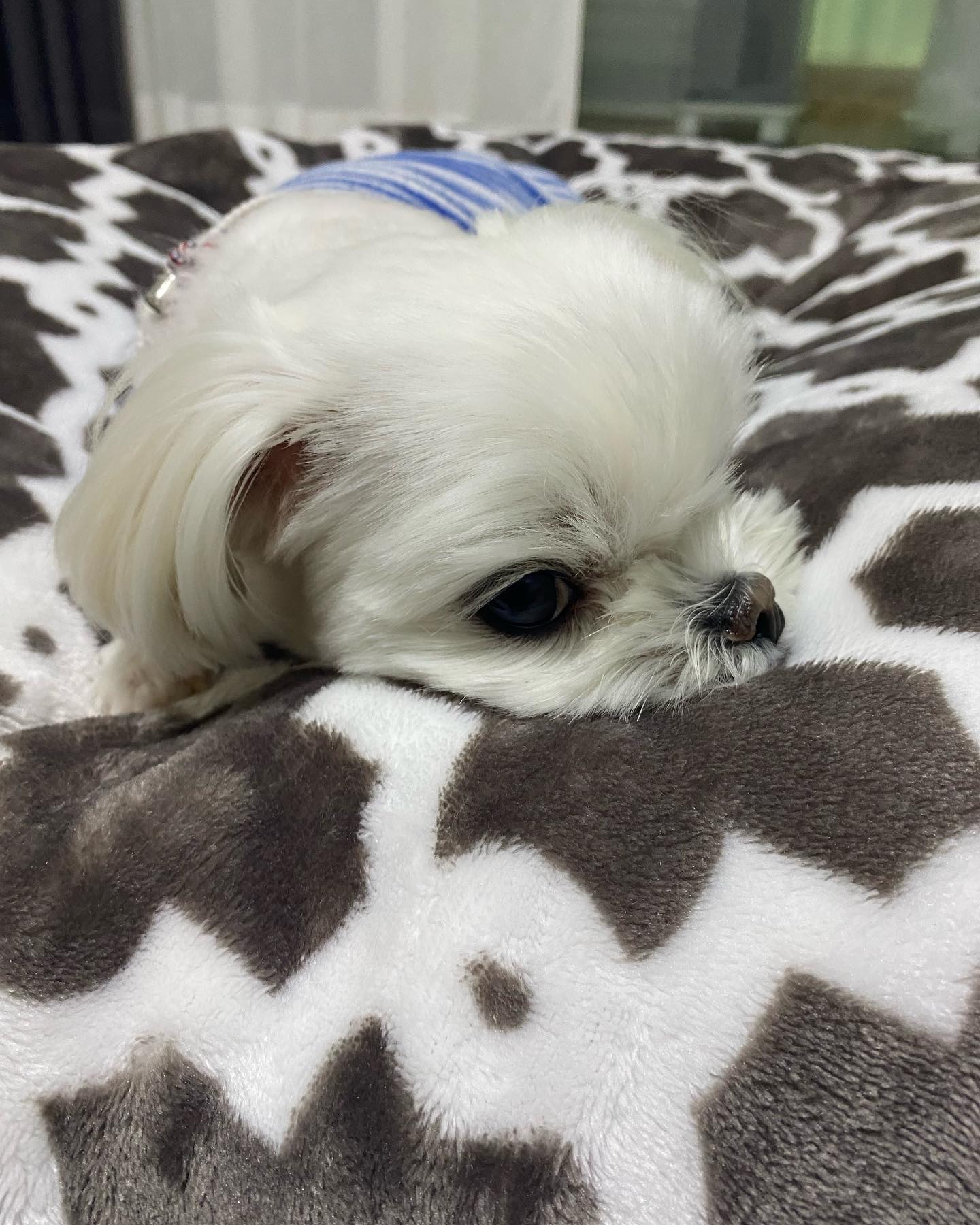 방석을 좋아하는 우리아찌 엄마취향 담요 ㅋ 담요를 새료바꾸고 폭 들어가베고있음 ㅋ 방석에 있을때와 소파에 있을때 안정감이랄까. 표정부터 다름 영리하고 순둥순둥한 아찌 요즘 걱정사 없음 ㅋ 내년봄 가족여행에 애견동반으로 알아볼까 고민중 😊건강해져서 너무고마워😊 조금더 힘내자 #댕댕이그램 #아찌라이프 #쩡이언니일상