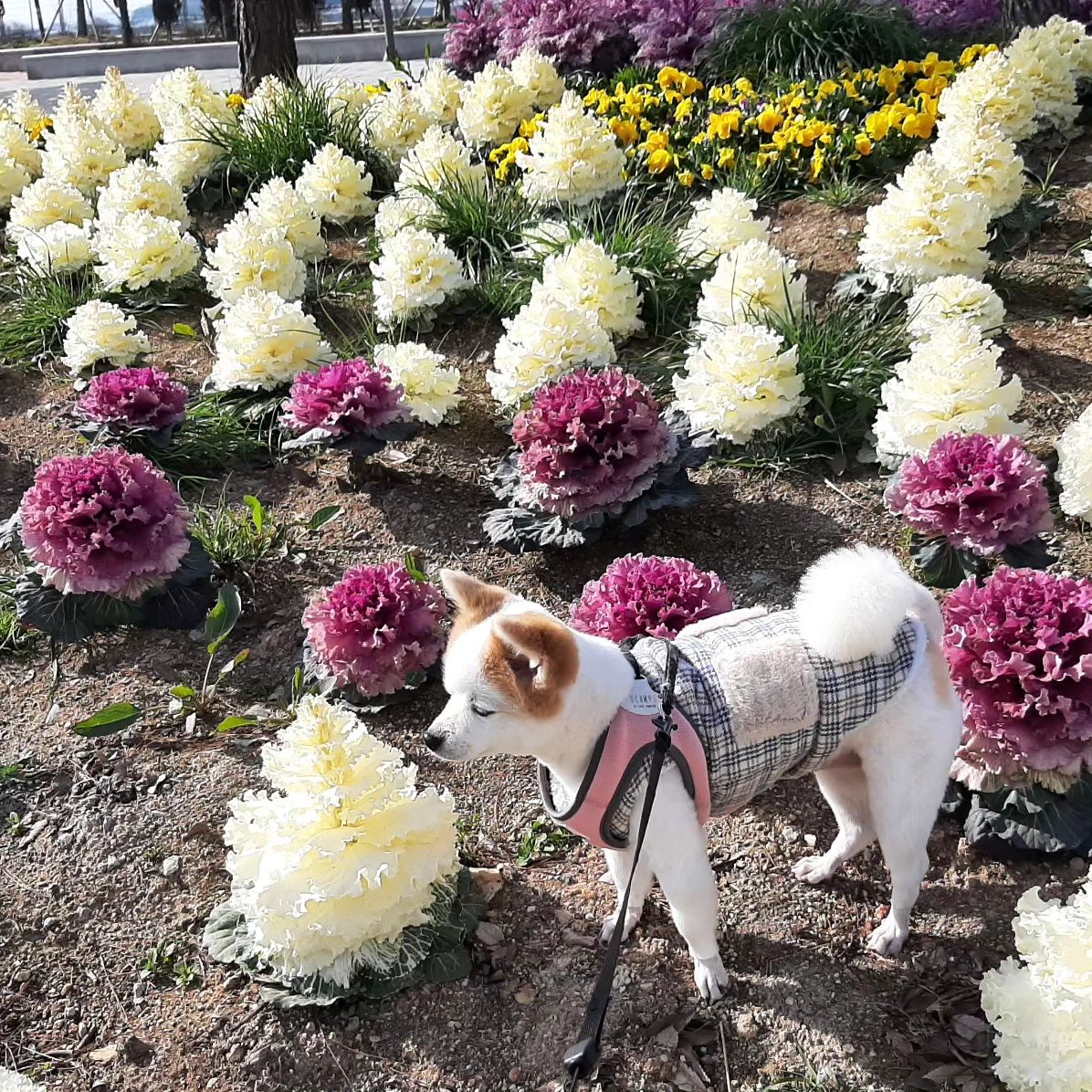 #240318 #강아지 #바리 #목포에서온사진 #인형아님 #인형같은우리바리 #인형같아