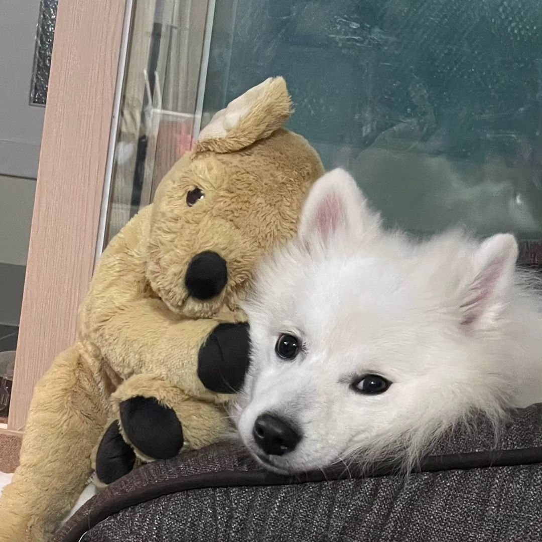 #추석연휴 #메리추석❤️ 
#로건이 #생존신고🙋🏻‍♀️ #귀여워💕 #이케아인형🐶 #친구처럼지내 bobo___911