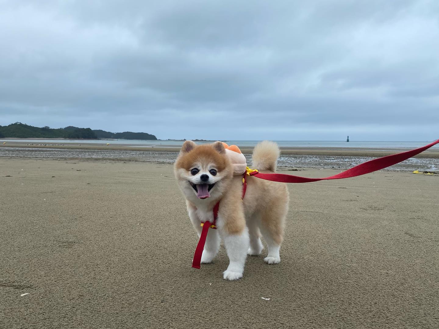 조이 기여워😝🧡
.
.
#dogstagram #dog #doglover #멍스타그램 #태안바다 #신두리해수욕장 #태안앞바다 #태안신두리해변 #태안 #태안신두리 #포메라니안 #파티포메 #멍멍이 #멍멍이그램 #애견인 #쉐이블포메 #쉐이블포메라니안 #파티포메라니안 #개린이 #개스타그램 #독스타그램 #댕댕이 #댕스타그램 #반려견 #강아지 #강아지일상 #댕팔 #댕팔맞팔 #멍팔맞팔환영 #멍팔맞팔