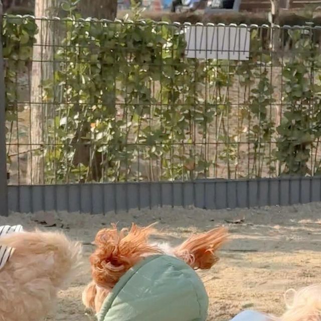도로시 on Instagram: ". 날아라 도로시☁️☁️ . . #멍스타그램 #오늘의강아지 #말티푸 #일상 #daily #소통 #데일리 #강아지 #ootd #まるぷー #인형 #도로시"