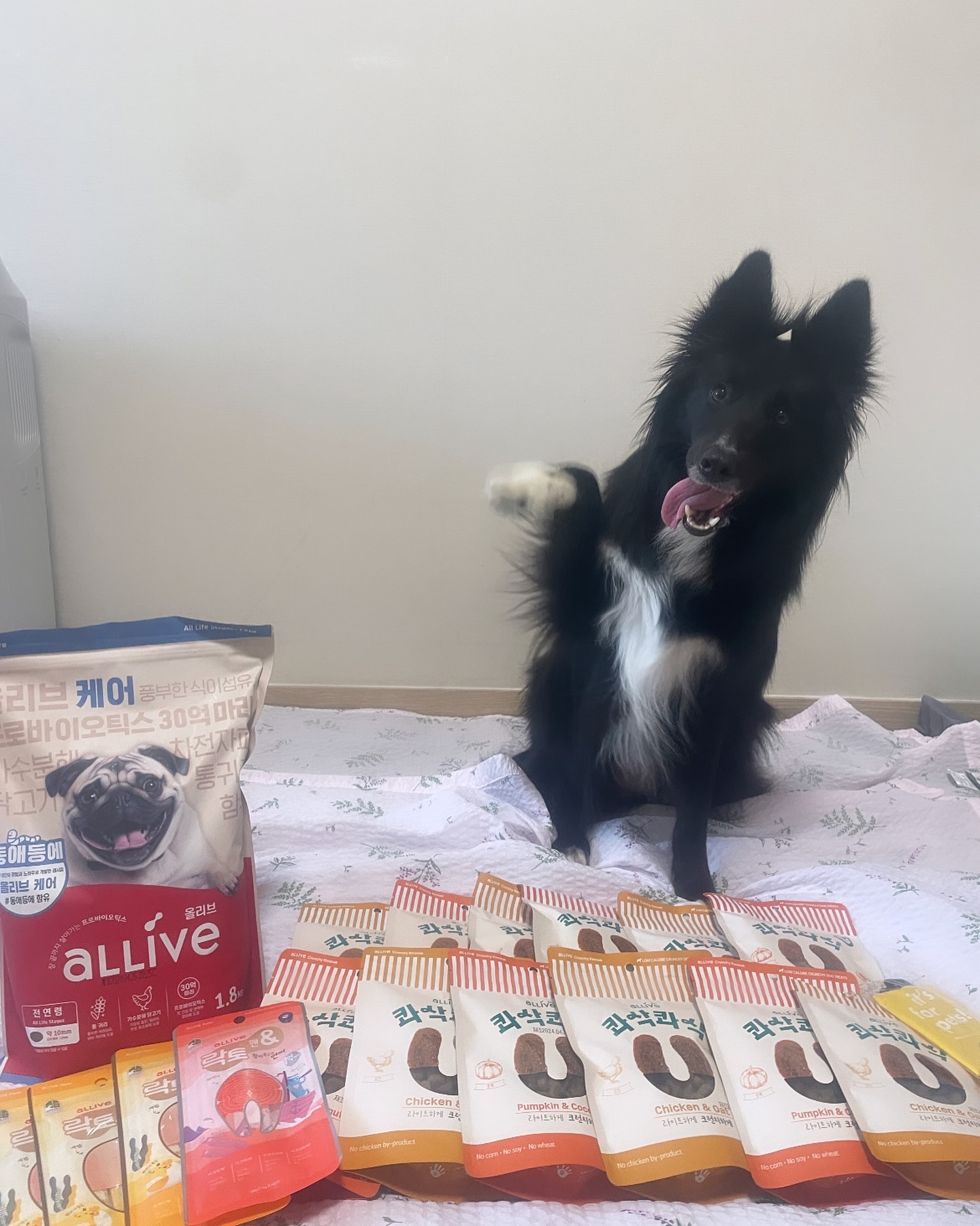 달콤이는 왕크왕귀라 이정도는 먹어야한다구우♥️♥️♥️

daejoopetfoods_official
