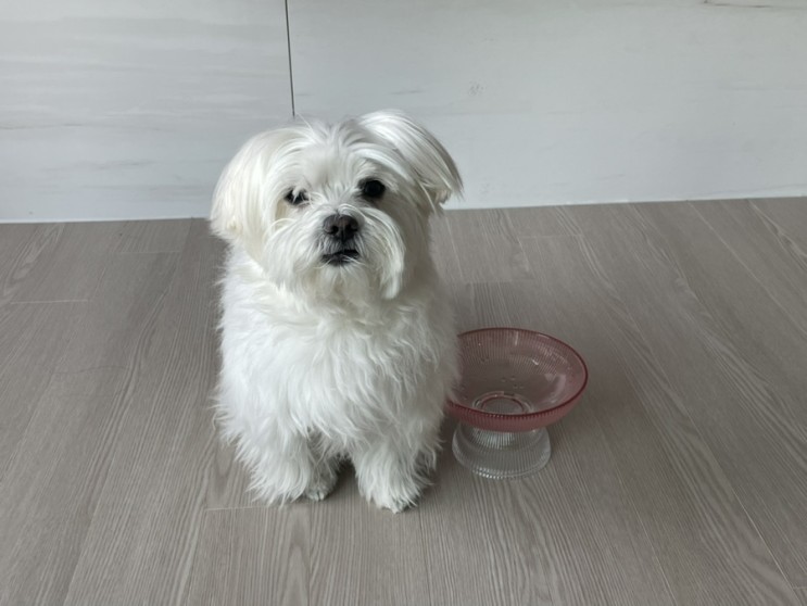 [가티가티 고양이/강아지 밥그릇]강아지밥그릇/ 강아지물그릇/ 고양이밥그릇/ 고양이물그릇/ 강아지식기/ 고양이식기