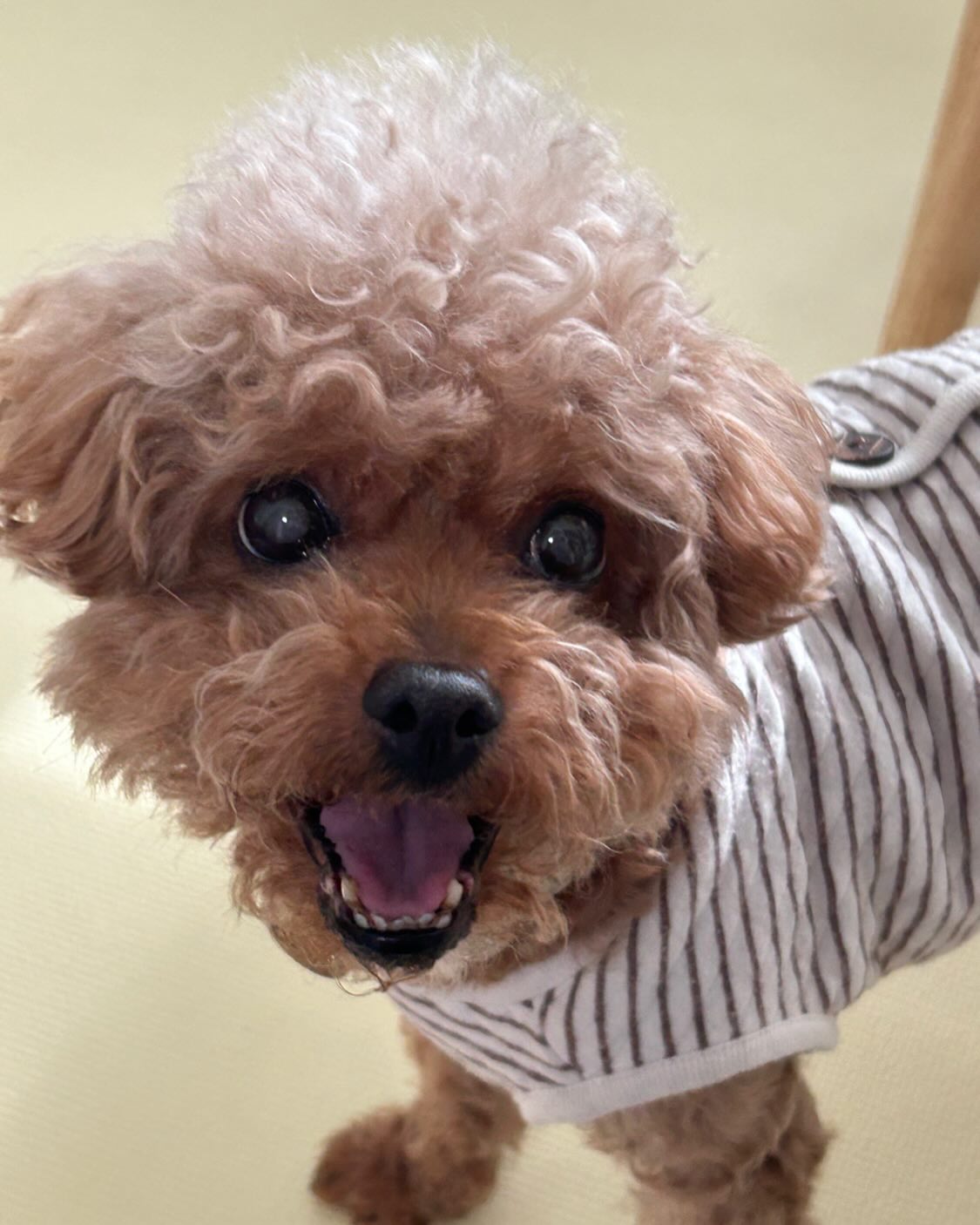 냐?🐶
