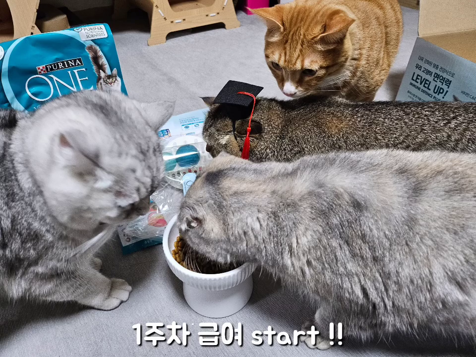 #3주간의건강한변화 #제품제공 #이벤트

🏷️구매문의 purinaonecat_kr

왕꼬맹이네가 퓨리나 원 캣 3주간의 체험을 마쳤습니다👏

5냥이들의 건강을 다 생각하기는 하지만,,,
이번달만 지나면 10살이되는 몽실이에게 더 신경이 써지더라구요.

몽실이가 11월달에 막 추워지던때부터 털이 엄청 빠지기 시작했고,
그러면서 몇년동안 보지못했던 헤어볼 토를 하기시작했어요.
날이 추워지니 겨울옷을 입기위해 털갈이 하나보다 했죠!

근데 아픈아이처럼 털이 엄청 푸석푸석 해지고 슉슉 빠지는거예요😭
거짓말 쪼꼼 보태서 대형견들 털갈이 하는것마냥??😳
진짜 어디 아픈건 아닌지 엄청 걱정이 되더라구요🥹
(활력도 좋고! 밥도잘먹고! 화장실도잘가고! 잘자고! 다른 문제는 없었답니다)

몽실이 상태보고 피모&헤어볼 관리 사료로 신청했어요.
본품이 1.4kg인데 5냥이들한테는 3~4일 식사량밖에 안된는거있죠?😂
계속 추가 구매해서 3주동안 급여했어요.

3주간의건강한변화 보이시나요??
그렇게 푸석푸석하던 털이 다시 퐁실퐁실 해졌어요🥹

퓨리나 원 캣 피모&헤어볼 사료 먹이는동안 헤어볼토 단 한번도 하지않았어요

이전에 타사 사료 먹고서 사료가 안맞았는지 5냥이들이 안하던 사료토를 번갈아가며 하고 난리도 아니였었는데 사료토도 단 1번도 하지않았습니다.

꾸준히 먹이니깐 눈에 띄게 변화가 보여지더라구요!

퓨리나 원 캣 라인업도 다양해서 증상에 맞게 골라먹일 수 있어서 최고👍

단체로다가 토하고 그래서 사료 바꿀려고 이것저것 알아보고있었는데
기호성도 좋고 아이들도 건강해지는 모습이 보이니 정착해야할까봐요😻
.
.
.
.
.
.
.
#퓨리나 #퓨리나원캣 #3주간의건강한변화 #원캣체험단 #고양이사료