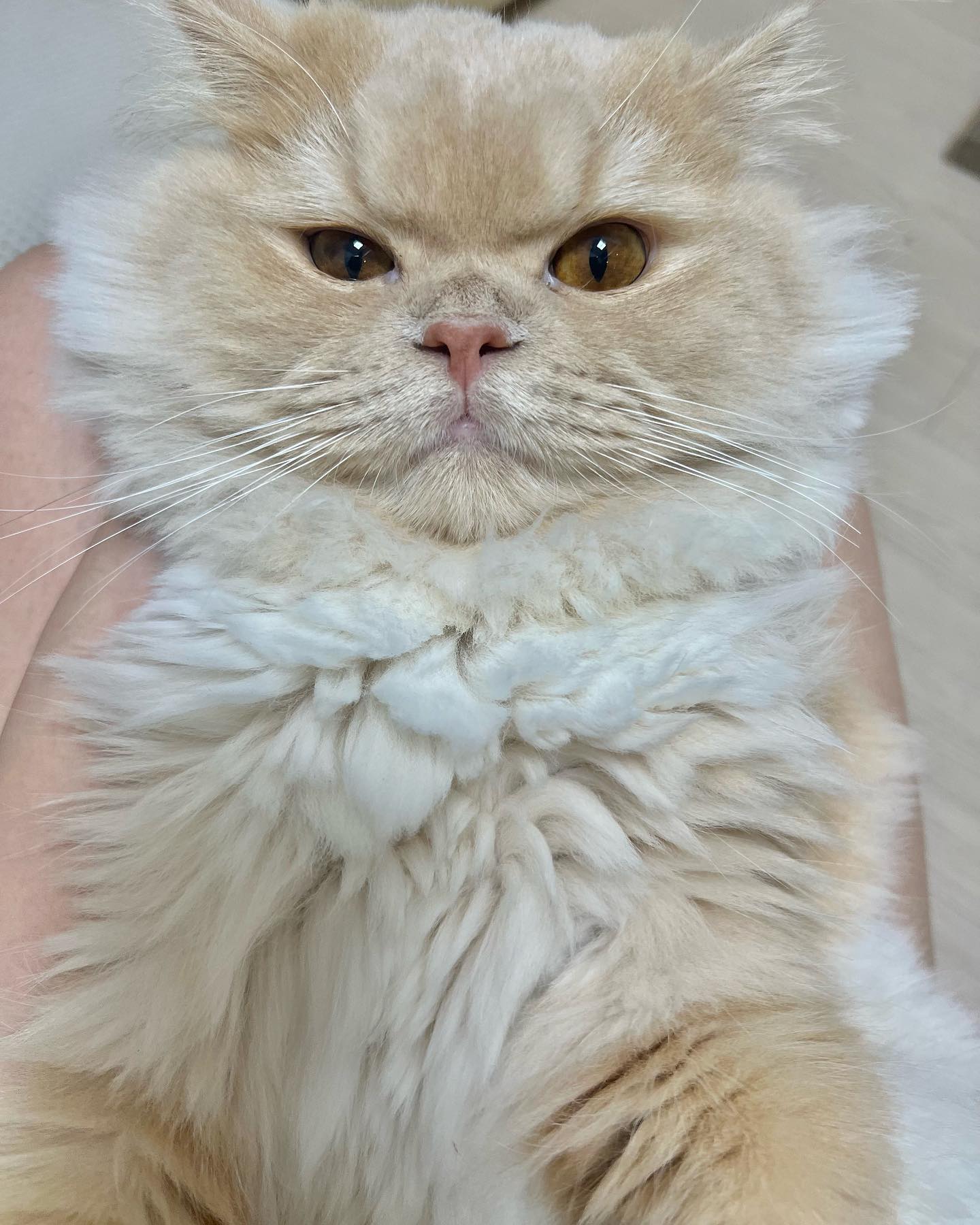 깨물어서 혼났대요
미안한척 연기 달인..😣