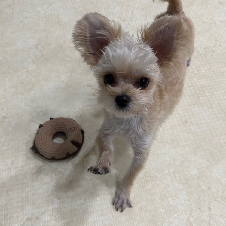 호 잇 쨔 -🐾
