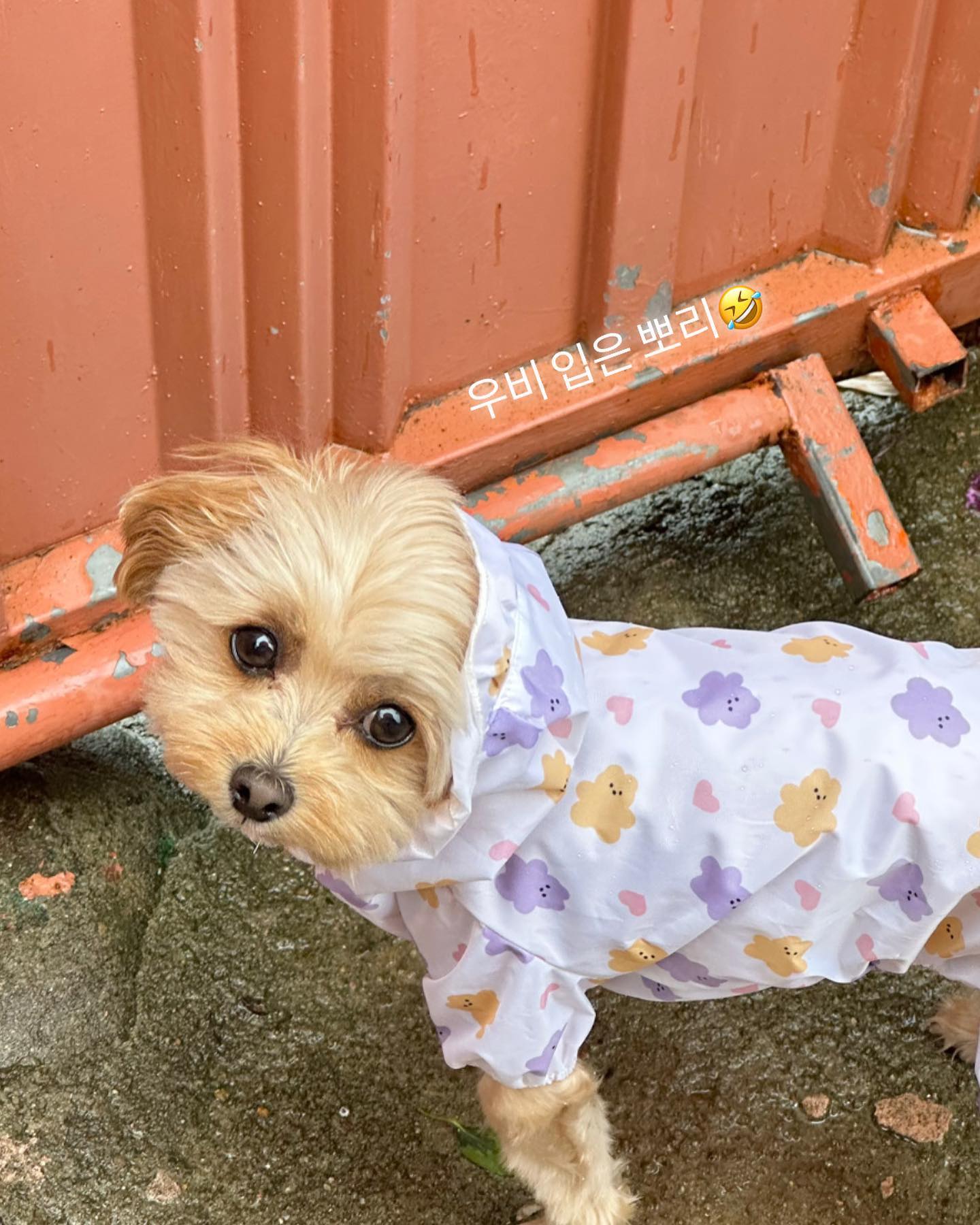 🌧️비가 와도 뛰뛰가자고 문 긁는 뽀리…짠해서 우비 입히고 산책🤣

우비는 #다이소우비 입니다….🙄ㅋㅋㅋㅋ
3,000원인데 짱귀욤ㅎ!!!
