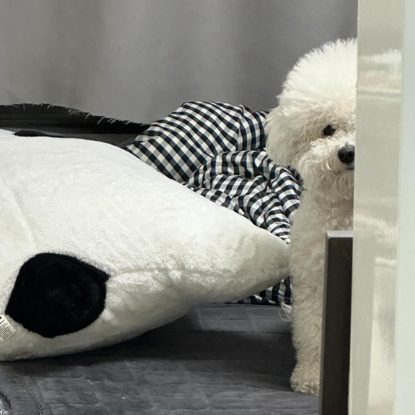 🐾 불쌍한 표정