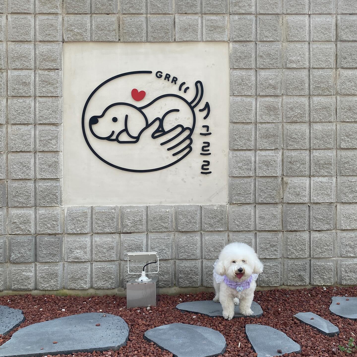 그르르 갔다와찌요 🐶🤍

#비숑 #비숑프리제 #미니비숑 #비숑타임 #댕댕이 #강아지 #강아지모델 #애견  #댕댕이일상 #🐶 #일상 #반려견 #반려견소통 #반려인 #오늘의강아지 #dog #こいぬ #애견동반 #애견동반카페 #애견카페 #강아지동반 #산책 #비숑미용