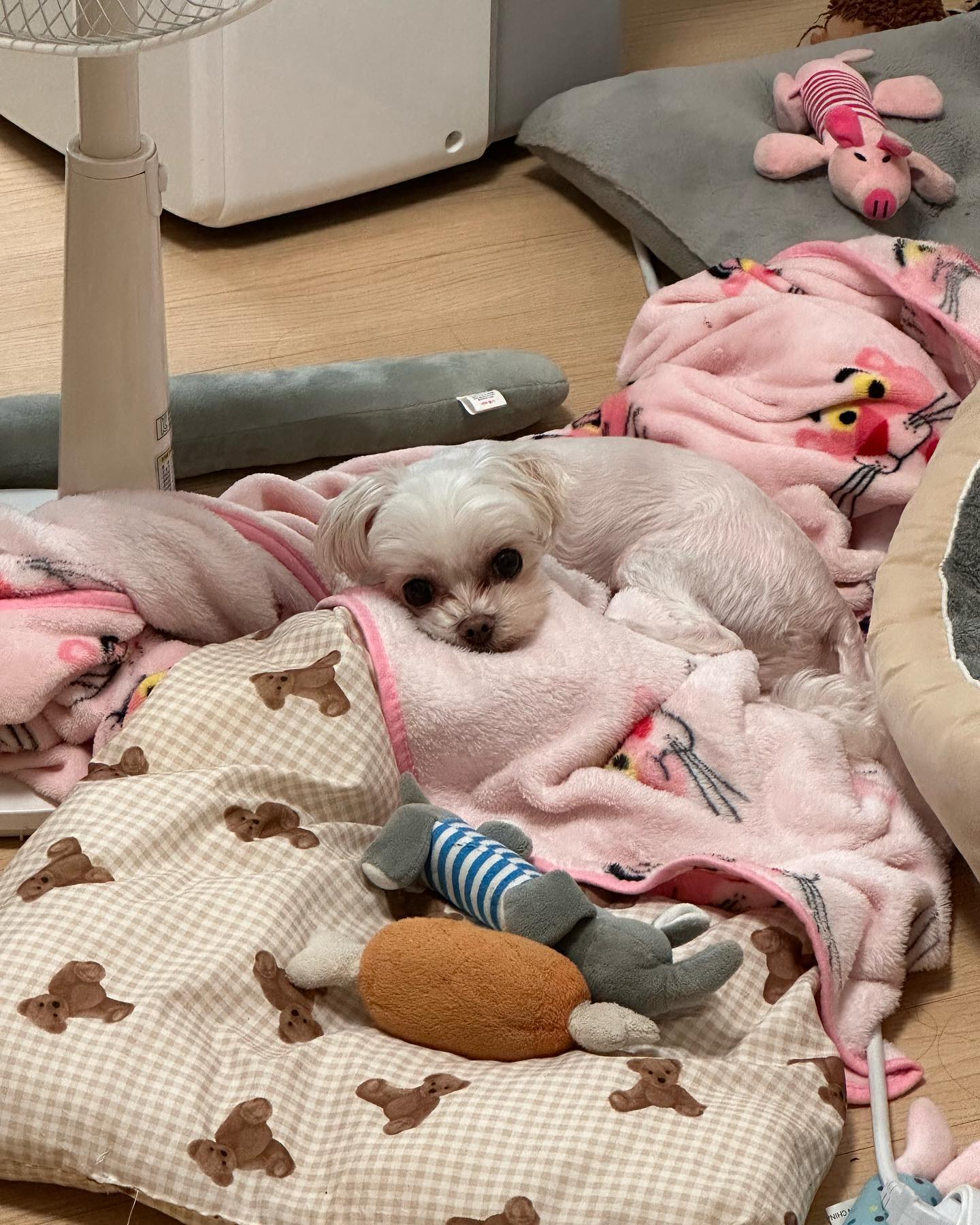 집 어지럽히기 1등 대상 드릴게요 토미씨〰️