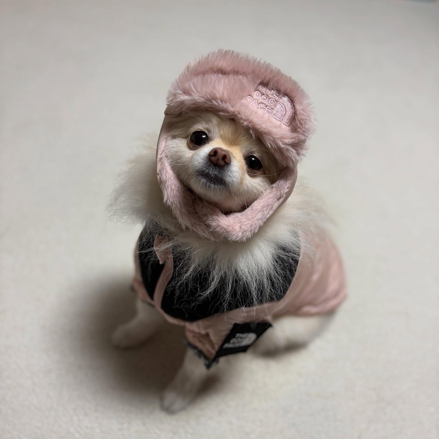 군밤사세요~! 올 겨울에만 만날 수 있는 군밤🌰🌰
보리장수가 직접 팝니다
오셔서 맛 보세용 칭구들한테는 특별히 꽁짜🌰🌰
