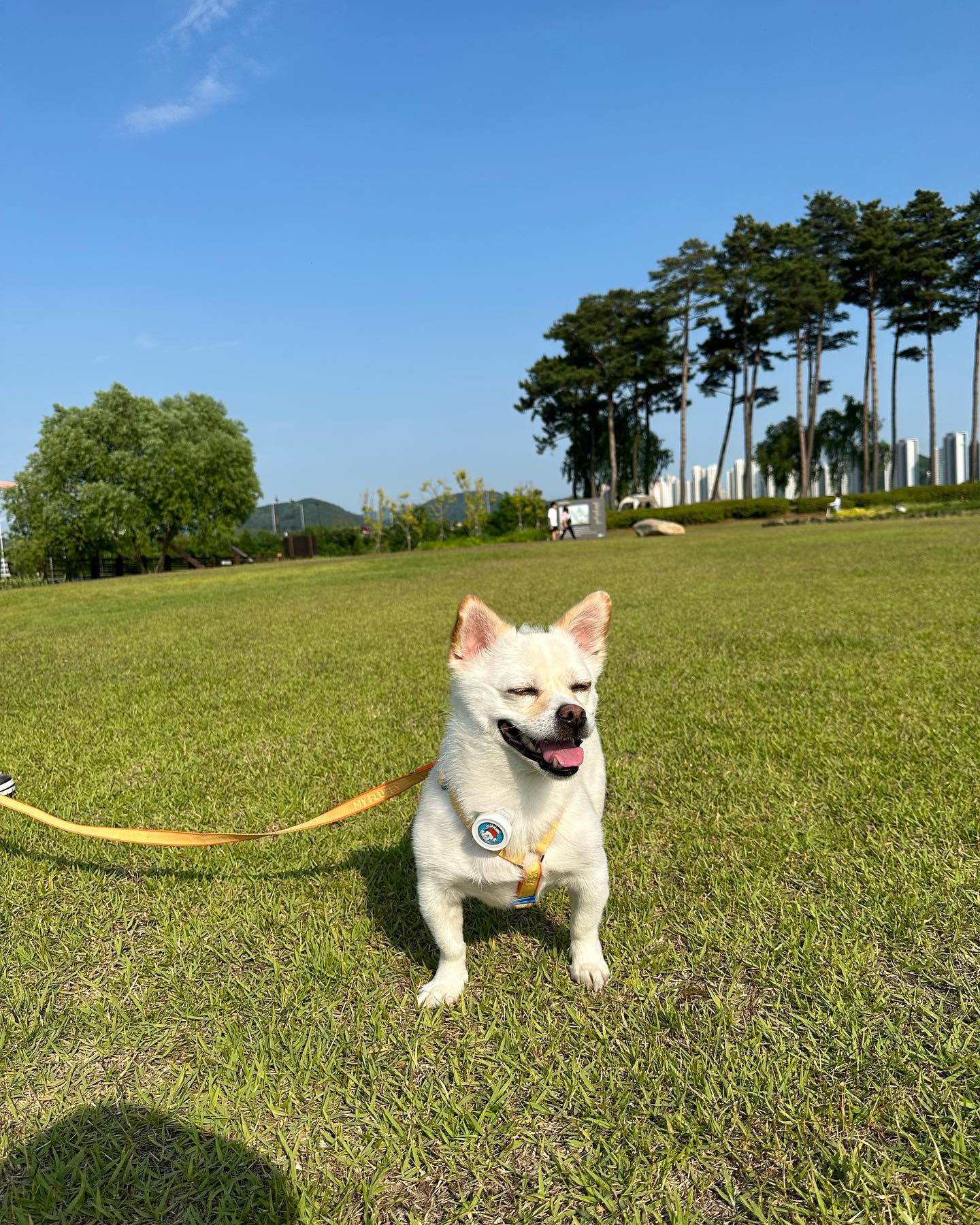 🌼꽃 같은 우롱띠🌼

웃는걸까요? 더운걸까요~??

#멍스타그램 #강아지 #강아지일상 
#멍멍이 #긔여운시우롱입니닷