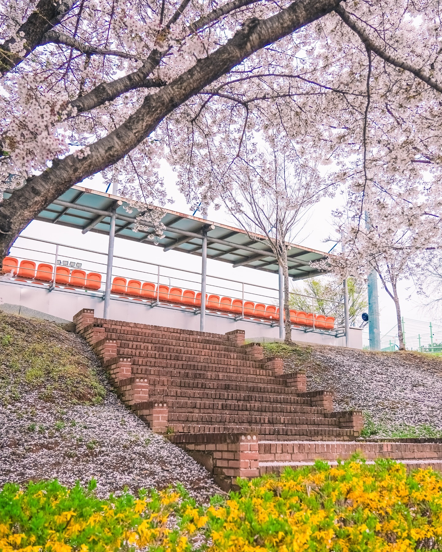 늦었지만 안 올리긴 아까운 벚꽃들🌸
잠시 J처럼 살았던 지난 봄......
카메라 들고 엄청 부지런히 돌아다니다 보니
사진이 너무 많이 쌓여서 
보정하기가 귀찮아진 게 문제였네요.