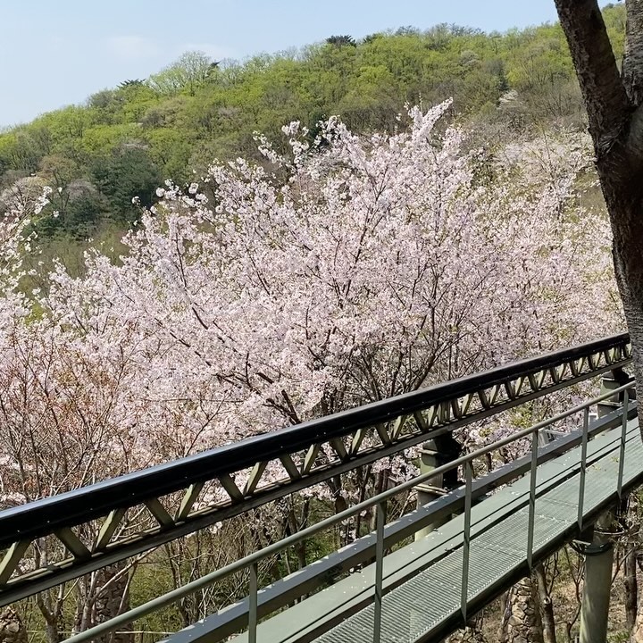 #화담숲 240412
#화담숲벚꽃 막차를 타고 왔다.
채아씌는 물고기랑 거북이 볼때 표정이 제일 밝고 예쁜 풍경과 꽃이나오니 잠이들어버림
벚꽃은 열차탈때 찍는 영상이 예쁠줄 알았으나 열차 들어오는 모습을 찍는게 더 나았다는 ㅎㅎ
요즘 몸이 말이 아닌데 예약한게 아까워서 겨우겨우 다녀옴😂
.
.
.
#화담숲벚꽃엔딩 #벚꽃 #벚꽃엔딩 #곤지암여행