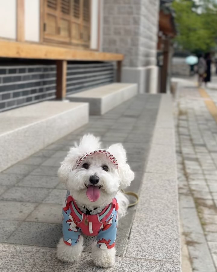 .
한옥마을 산책 ⛰
옷이랑 하네스가 찰떡! 두부 어린이~라고 불러야 될 거 같아🫶🏻
웃는 모습이 너무 귀여운 듀비!!!
날씨도 선선해서 즐겁게 산책했다🤍