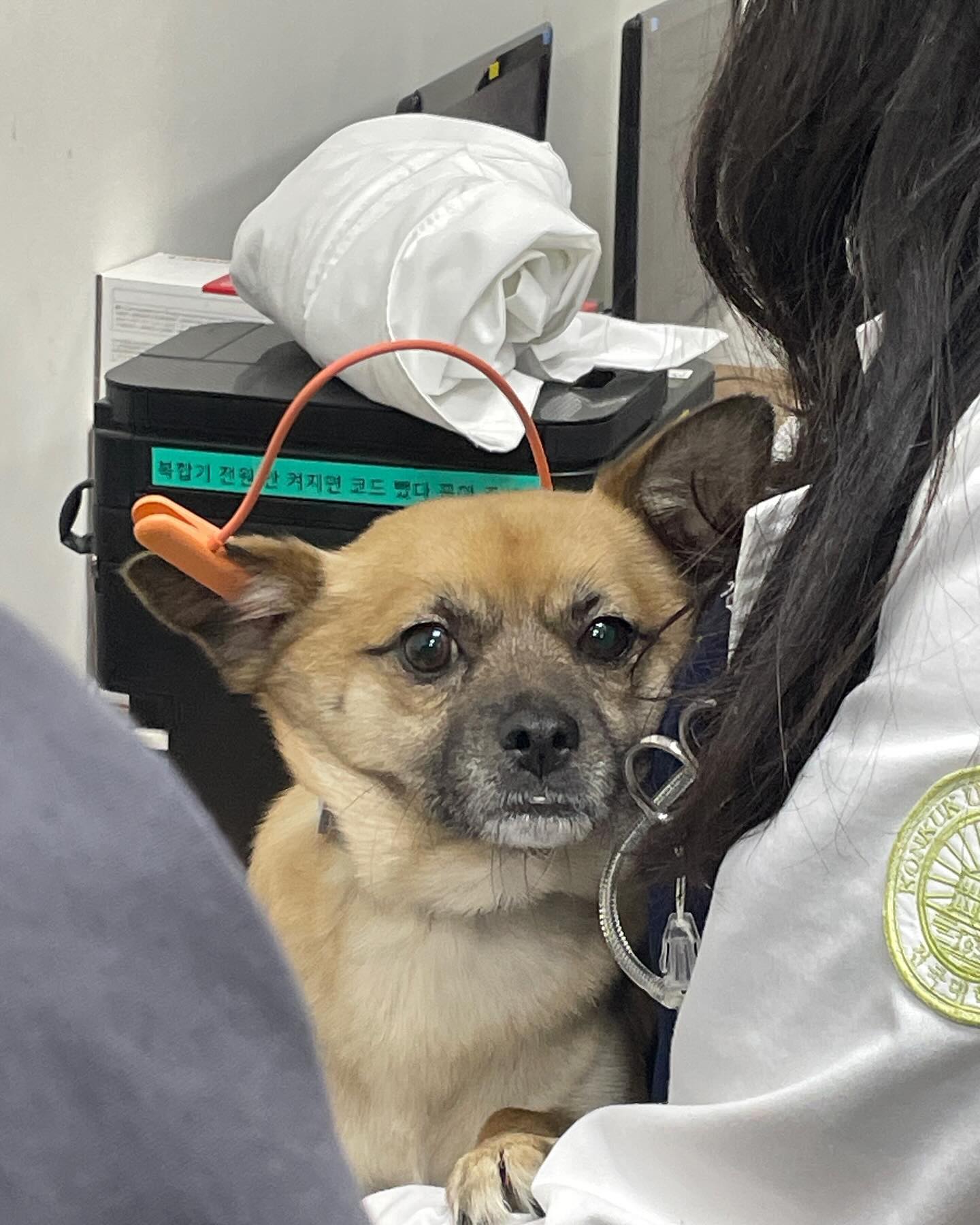 싸이보그가 된 개언짢두🐶