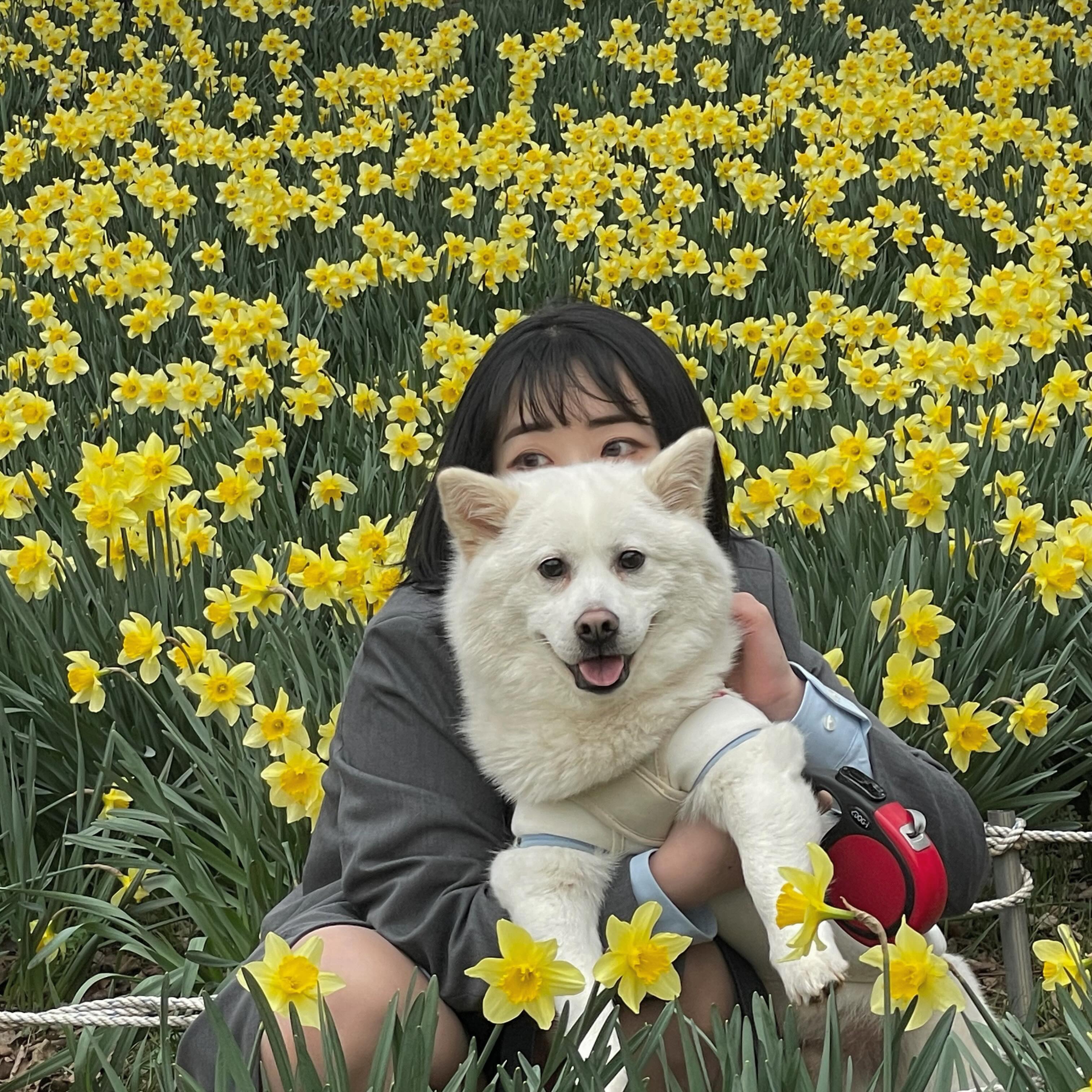 우찌야, 오늘 고생 많이 했어. 내새끼이🌼 #서산 #유기방가옥 #수선화