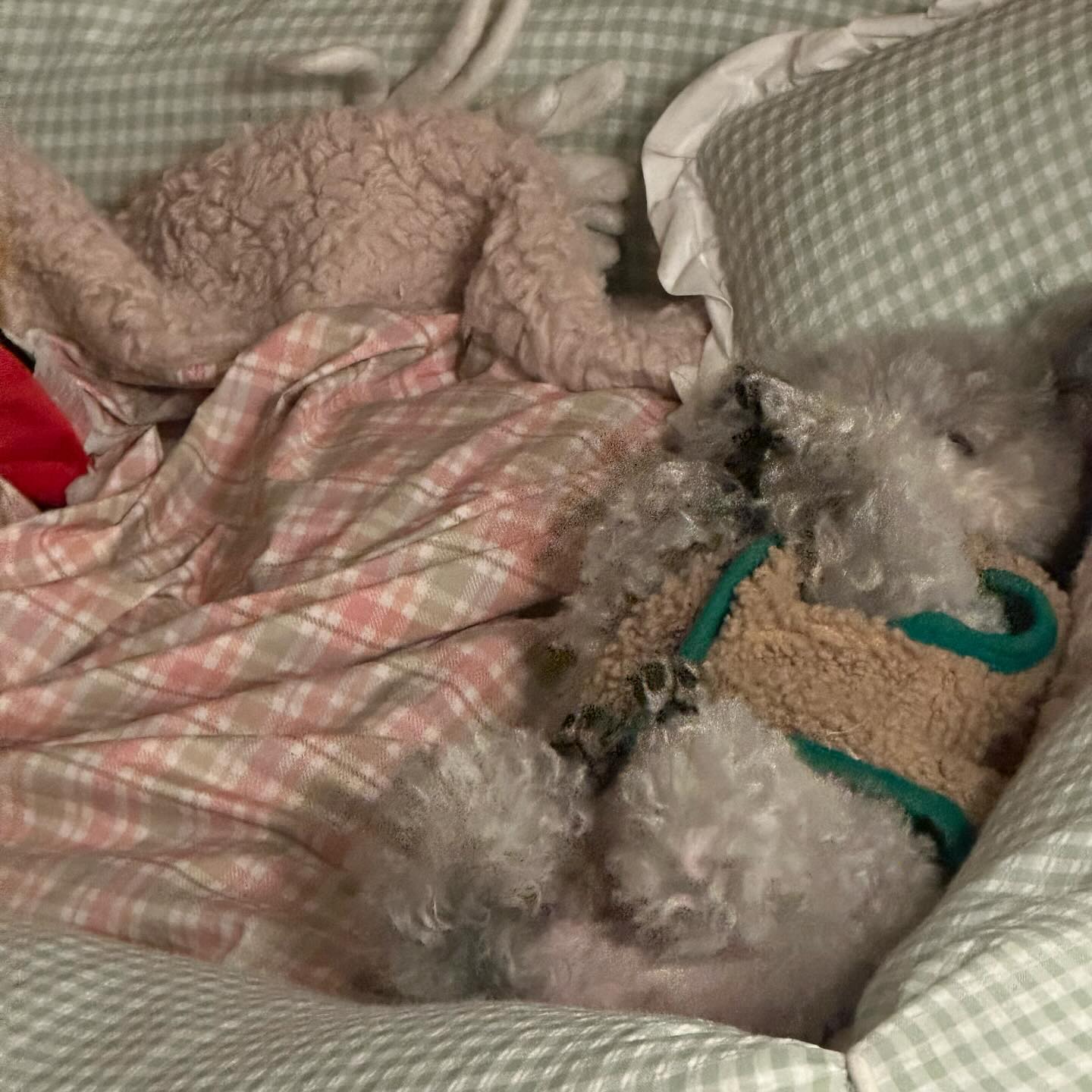 눕혀 놓으면 눕혀 놓은 대로 있는 
우리 집 바ㅂ..순둥이(՞˶･֊･˶՞)