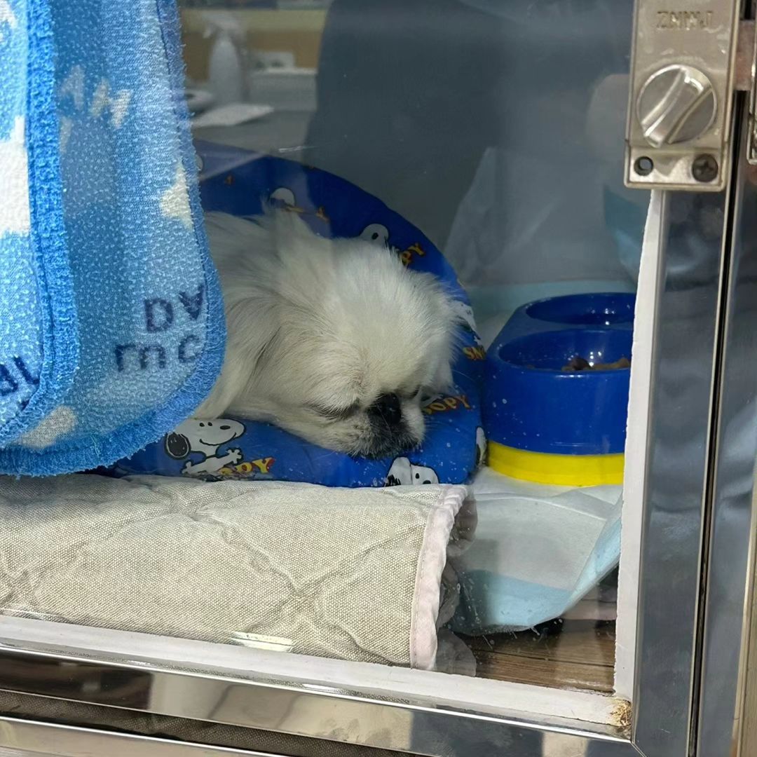 한숨자고 일어났나보다.
다시 배변을 일어서서 못눈다고.

눈이 더 땡그래졌다.

낼 수술이 잘 되기만 바랄뿐