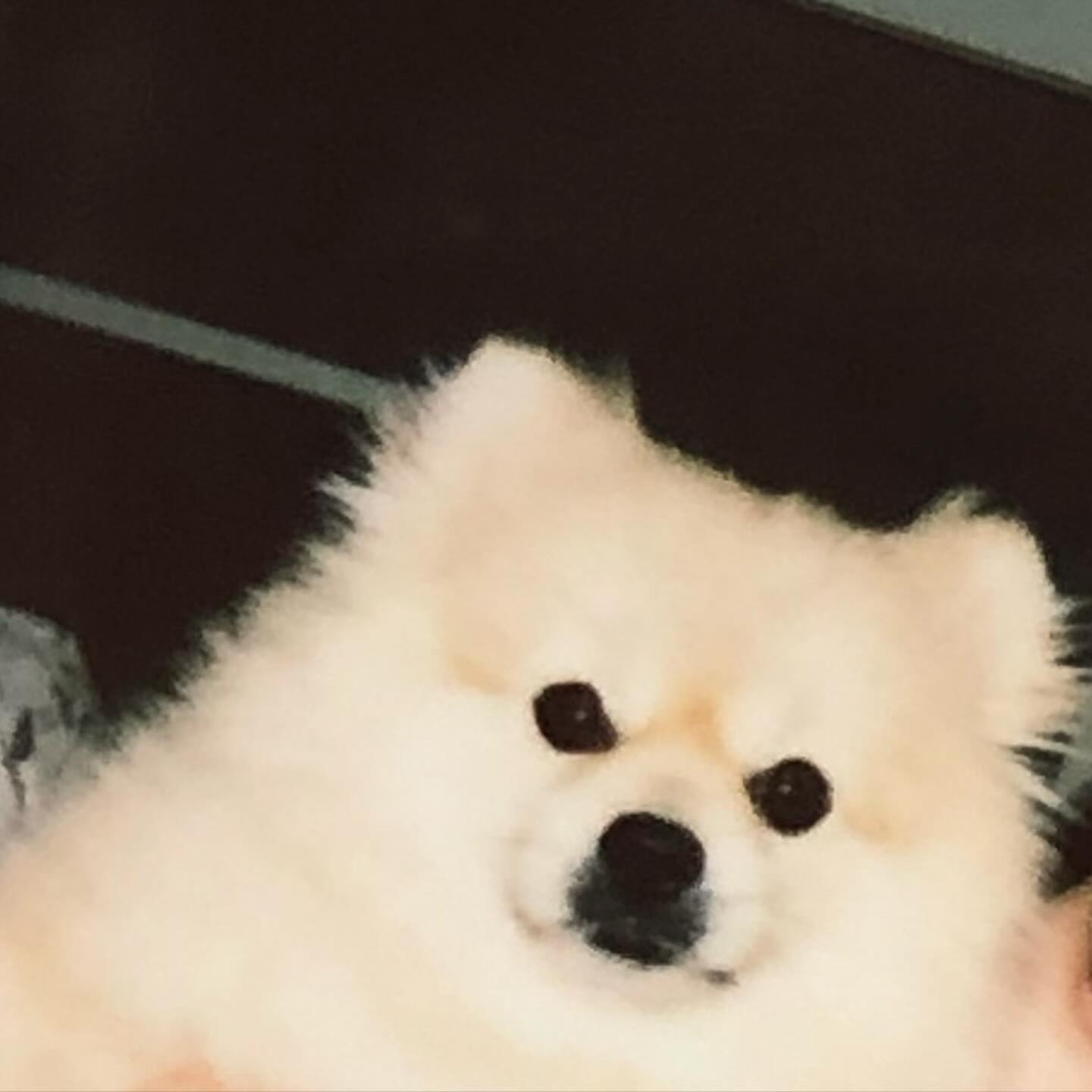 아기곰