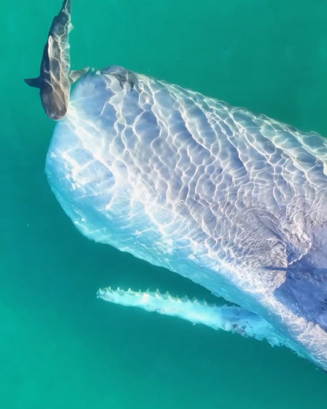 Nature taking its course. A tiger shark feasting on the sperm whale carcass. 

🎥 marynadb