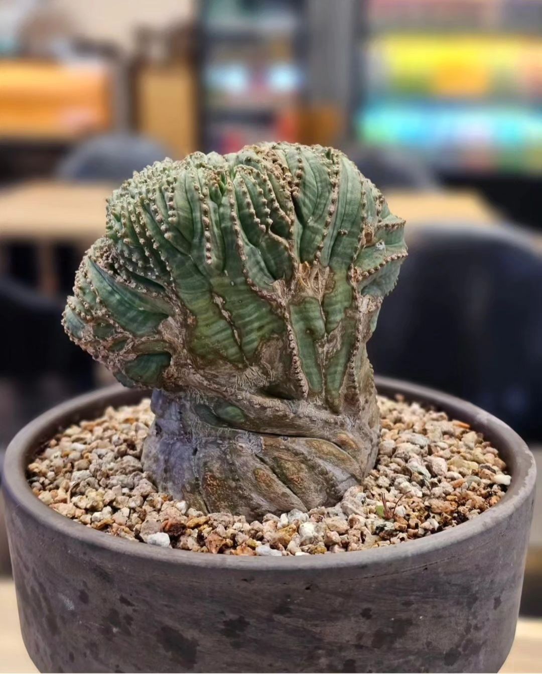 식물생활 계정 요이땅 !
이쪽에서 새롭게 기록해보려구요 🌵💚
⠀
⠀
#아프리카식물 #괴근식물 #오베사철화 #obesa #오베사 #euphorbiaobesa #euphorbia #희귀식물 #다육식물 #copiapoa #titanota #agave #아가베