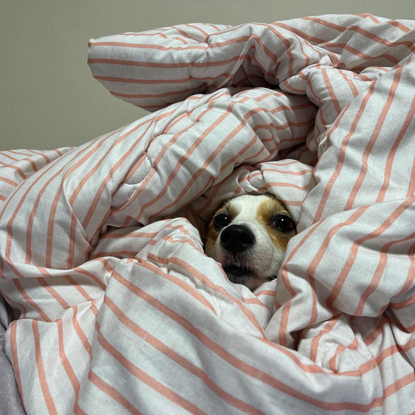엄빠랑 숨바꼭질하면서 지내고 있는 다오니의 근황🤣

Daon has mastered her hide n’ go seek skills~🤭

.
.
.

#웰시코기#웰시코기다온#코기그램#멍스타그램#펫스타그램#개스타그램#숨바꼭질 #daonthecorgi #dogsofinstagram #corgicommunity #corgination #corgisofinstagram #hugcorgi #daily #corgi  #dogoftheday #barked #doggo #myfavcorgi