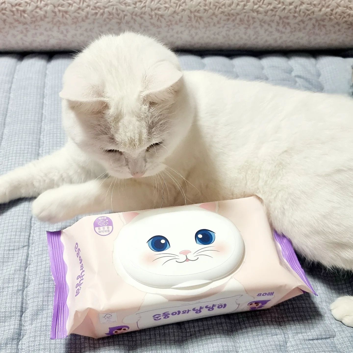 #협찬 #새벽이

집 구석구석 뒤지고 다니는 냥이
늘 눈이랑 귀에 먼지가 낀다 ㅠ
그냥 물티슈로 닦아줬었는데..
산도 차이 때문에 안좋다고 하더라!!
냥이에게 식초 바르는 느낌이라고
몰랐던 나는 부족한 집사 ㅠ.ㅠ

순둥이 강아지 물티슈 부러웠는데
순둥이 냥냥이 물티슈가 나왔다!!

크기도 사람꺼랑 비슷하게 커서
온몸을 닦을 수 있을 정도~
수분감도 너무 많지 않아서
물 싫어하는 냥이에게 쓰기 좋다

냄새도 안나고~ 두께도 도톰하고
코, 입 주변 닦아줘도 괜찮은 듯
한 장을 잘 접어서 쓰면
구석구석 다 닦아줄 수 있어 좋다

냥 피부 산도에 맞춘 중성 물티슈
냥이가 좋아하는 마따따비 추출물
생분해 되는 착한 물티슈
더마테스트 엑설런트 등급
산림 자원 보호 FSC 인증
눈코입귀 엉덩이 손발 모두 사용 가능

soondoongi_pet
#순둥이와냥냥이 #고양이물티슈 #반려묘물티슈 #고양이용품 #고양이손 #고양이엉덩이 #고양이눈꼽물티슈 #고양이귀물티슈 #고양이똥꼬물티슈 #고양이턱드름