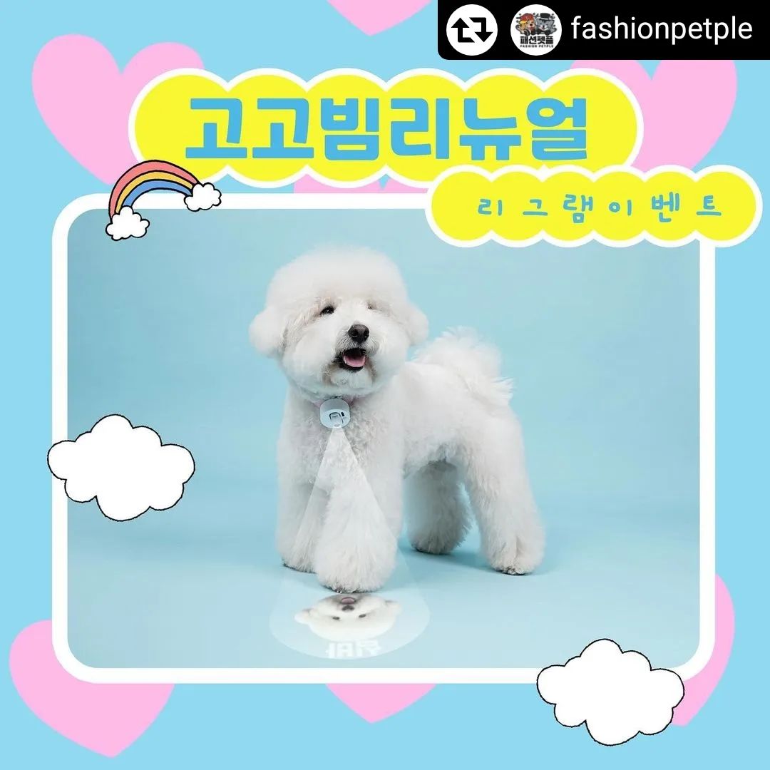 #리그램 - fashionpetple by get_regrammer
안녕하세요!
패션펫플입니다!

아이들의 밤 산책을 책임질
고고빔이 리뉴얼 되어 돌아왔습니다😀

크기도 더 작아지고,
무게도 더 가벼워지고,
고정력도 아주 탄탄해졌답니다❤️

🔸🔸🔸🔸🔸🔸🔸🔸🔸🔸🔸🔸🔸🔸🔸🔸

이번 리그램 당첨자분들은 한가지 미션이 존재합니다

고고빔을 착용하시고 📹영상을 찍어 보내주셔야 해요‼️
영상은 꼭!!!! 가.로.형.으로 촬영해주셔야 합니다😀
촬영해주신 영상은 홍보용으로 사용 될 거에요.
사용을 허락 하시는 분들만 참여 부탁드려요🙏🏻

🐶무려 10분께 드릴 예정이오니 많은 참여 부탁드려요🫶🏻

⭐️참여방법

✅본 게시글 좋아요
✅ fashionpetple 을 팔로우 해주세요
🚫비공개 계정/리그램 계정은 제외됩니다
✅해당 글을 리그램 해주세요
( #패션펫플  #강아지led #고고빔 은 필수 태그입니다)
✅게시글에 fashionpetple 을 꼭 태그해주세요
✅본 게시글에 참여 완료 댓글을 남겨주세요

🔸리그램기간
지금부터 2월19일 3시 마감

🔸당첨자발표
2월20일 오전 10시

❤️많은 참여 부탁드립니다❤️