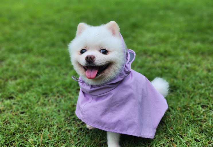 강아지우비 펫트리움 일체형  레인코트 비옷 애견판초