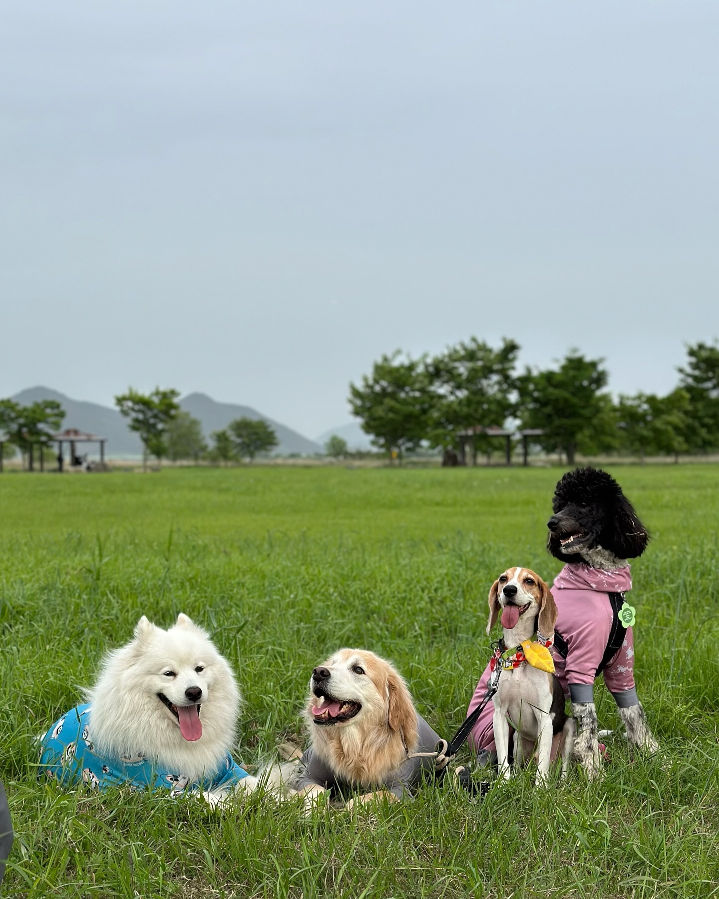 #김가네루이🐶 #사모예드루이 #20240512
가던 곳도 새로운 코스로 산책하기
먼저병 있는 김루이는 누나 버리고 자유롭게 1등으로 다녀요
루쪽이🧡
새로운 곳이 젤 좋은 강아지 신나요~