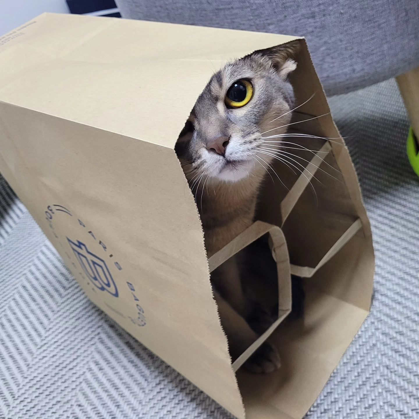 종이만 보면 냉큼 들어가는 블루🐈
 
고양이는 종이상자랑 종이가방만 보면 이렇게 튀어 들어가서 ㅋㅋ
너무 귀여운것 같아요 으 사랑스러워💕💕💕💕내새끼
 
 
[ 23.11.13.월.너무 추운 날 집에서 블루랑🐈 ]