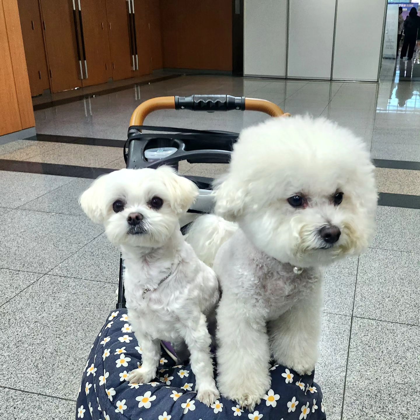 작년 일산펫페어에는 도리랑 같이 못가서
댕댕이 데려온 사람들이 부러웠는데
제주에도 펫페어가 열려서
도리랑 함께하고 사진도 찍구 
직접 옷도 모자도 입혀보고
강아지 친구들도 만나고 
우당탕탕 정신없지만 즐거웠던 펫페어,,💙

#제주펫페어#펫페어#제주강아지#펫팸족#댕댕이그램