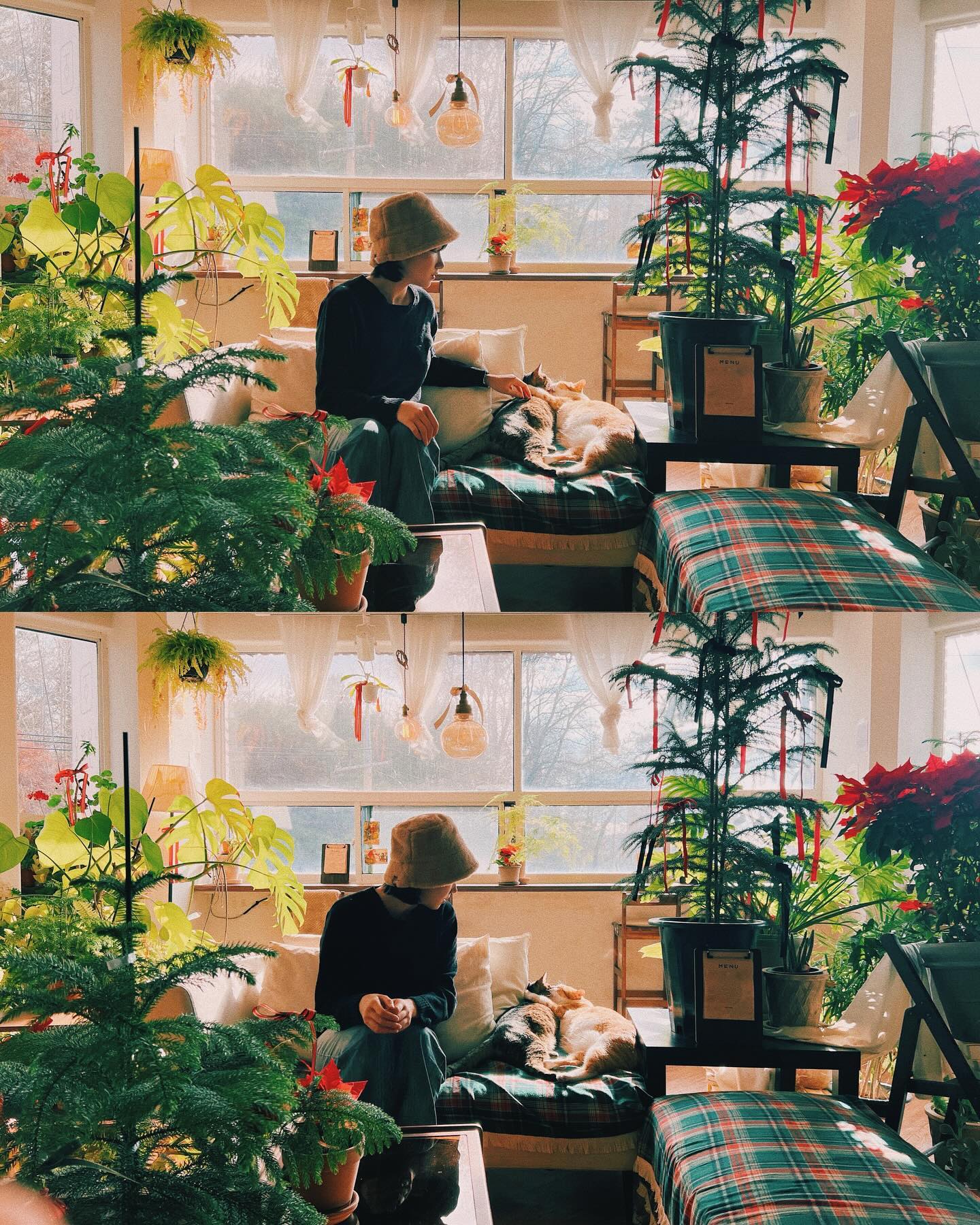 오랜만에 만난 언니랑 폭풍 수다와 고양이 감상🐈🐈‍⬛

대전에 있는 카페 초도 크리스마스 트리, 맛있는 메뉴, 고양이
이 삼박자가 잘 맞아 떨어진 곳이에요☕️🐈🎄

고양이 두 마리는 아무런 사이가 아니라고 사장님이 말하셨는데 아무리봐도 저 놈들 너무 수상합니다🫢

#고양이좋아 #고양이사진