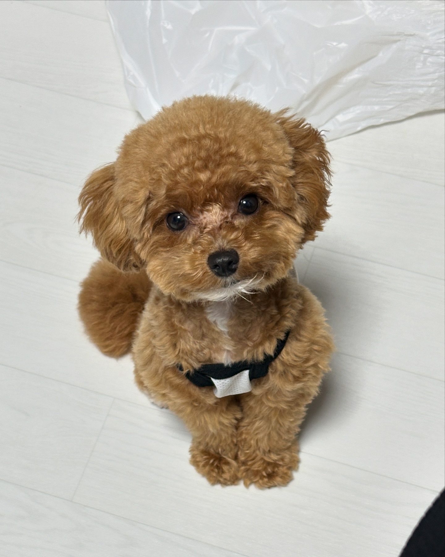 야곱이 궁금한 강아지에유 #말티푸#멍스타그램