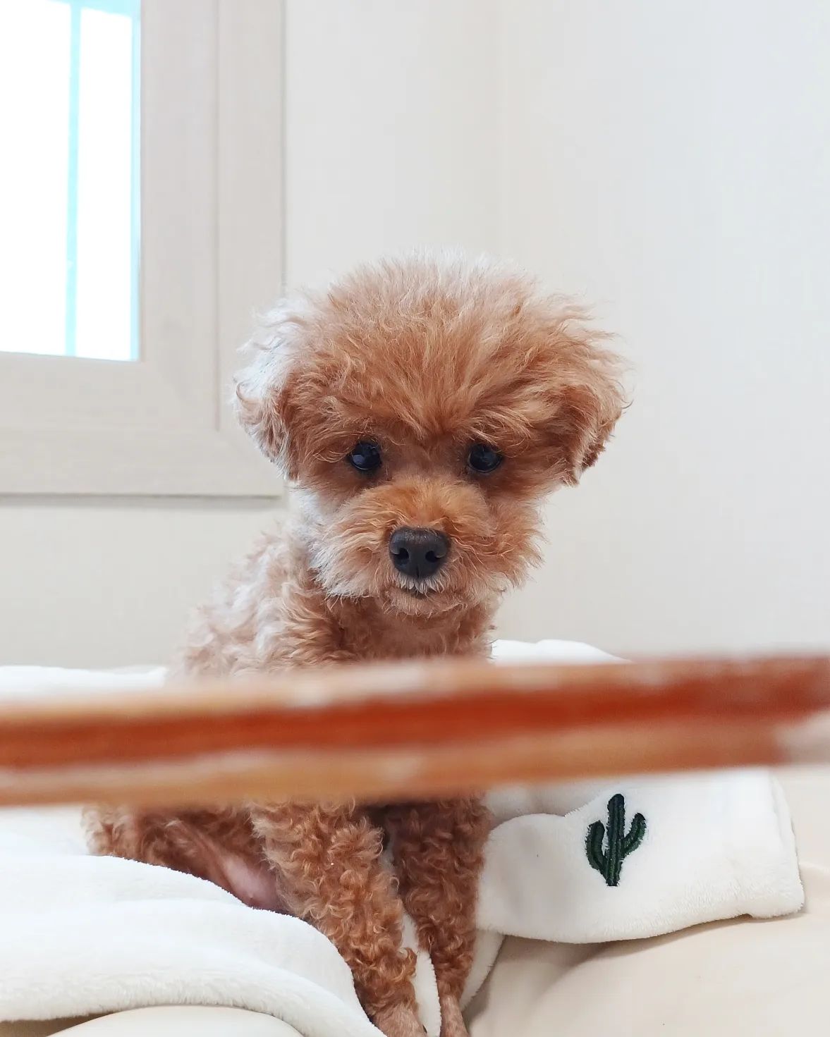 #협찬 [펫생각] 하루조이 해피스틱 불리스틱
강아지 간식 소우신 불리스틱 오래먹는 개껌이에요.
100% 청정호주산에 첨가물이 없어서 선택했는데요.

푸들 코코가 아주 신나게 잘 먹고 있어요.🤭
9키로 미만인 소형견들은 M사이즈를 고르면 되고요.
9키로 이상인 중형견에서 대형견들은 L사이즈가 좋아요.

강아지는 스트레스 받을 때 핥거나 긁는 행동을 보이는데
스트레스 해소를 위해서 좋은 수제간식이에요.
물고 뜯는 습성을 가진 개들은 오래오래 씹고 뜯고
맛보면서 스트레스를 낮춰줄 수 있답니다.😉👍🏻

두께가 굵고 속이 꽉 찬 해피스틱은 하나 물려주면
꽤 오래 먹어요. 씹다 보면 쭈욱 늘어나는 섬유질로
변해서 부드럽게 오래오래 먹을 수 있다죠!

#강아지가식 #강아지간식추천 #수제간식 #해피스틱 #소우신 #오래먹는간식 #오래먹는강아지간식 #오래먹는간식 #불리스틱 #우신껌 #영양간식 #강아지껌 #펫생각 #펫생각간식 #소형견간식추천 #중형견간식추천 #대형견간식추천 #강아지간식불리스틱