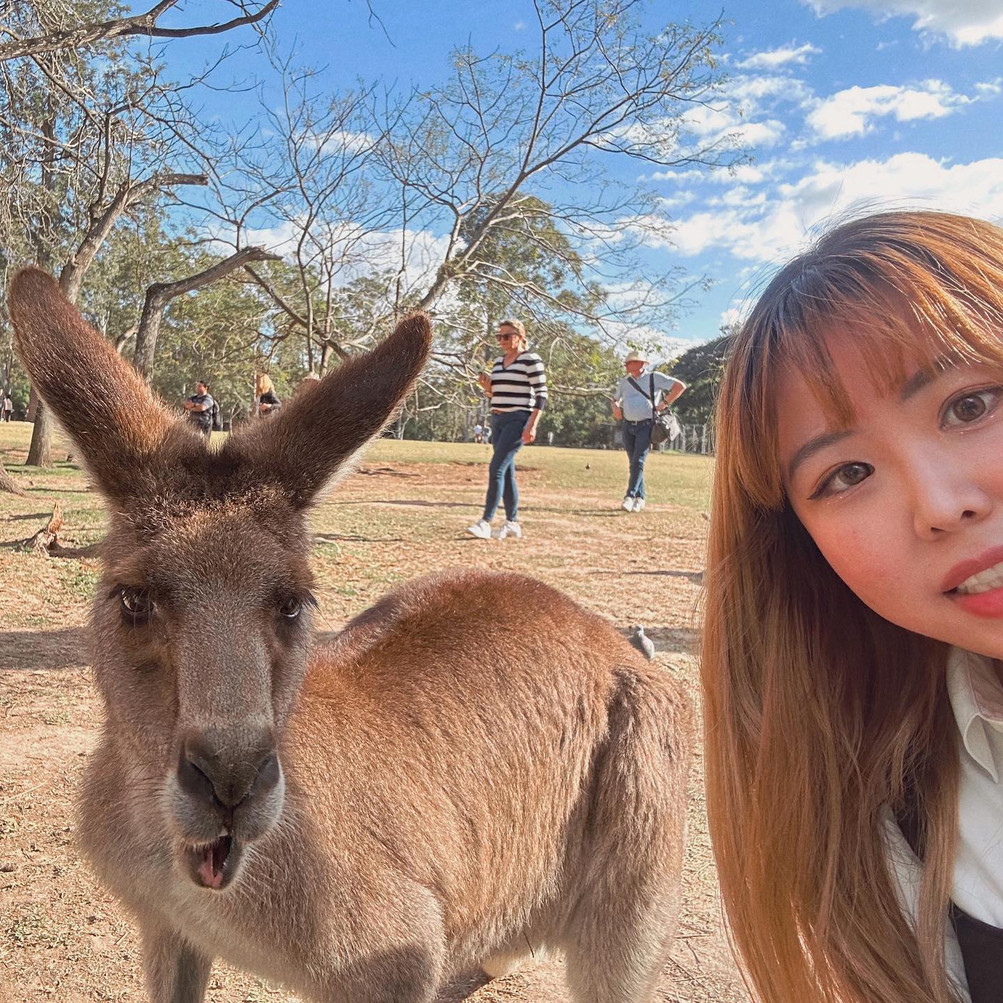welcome to australia 🇦🇺 🦘

#austria #kangaroo #qld #brisbane