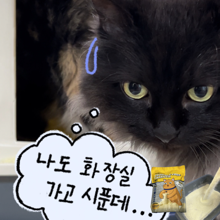 먼지 없는 고양이 모래 페스룸 크럼블 프리 카사바 (냄새, 응고력, 기호성)