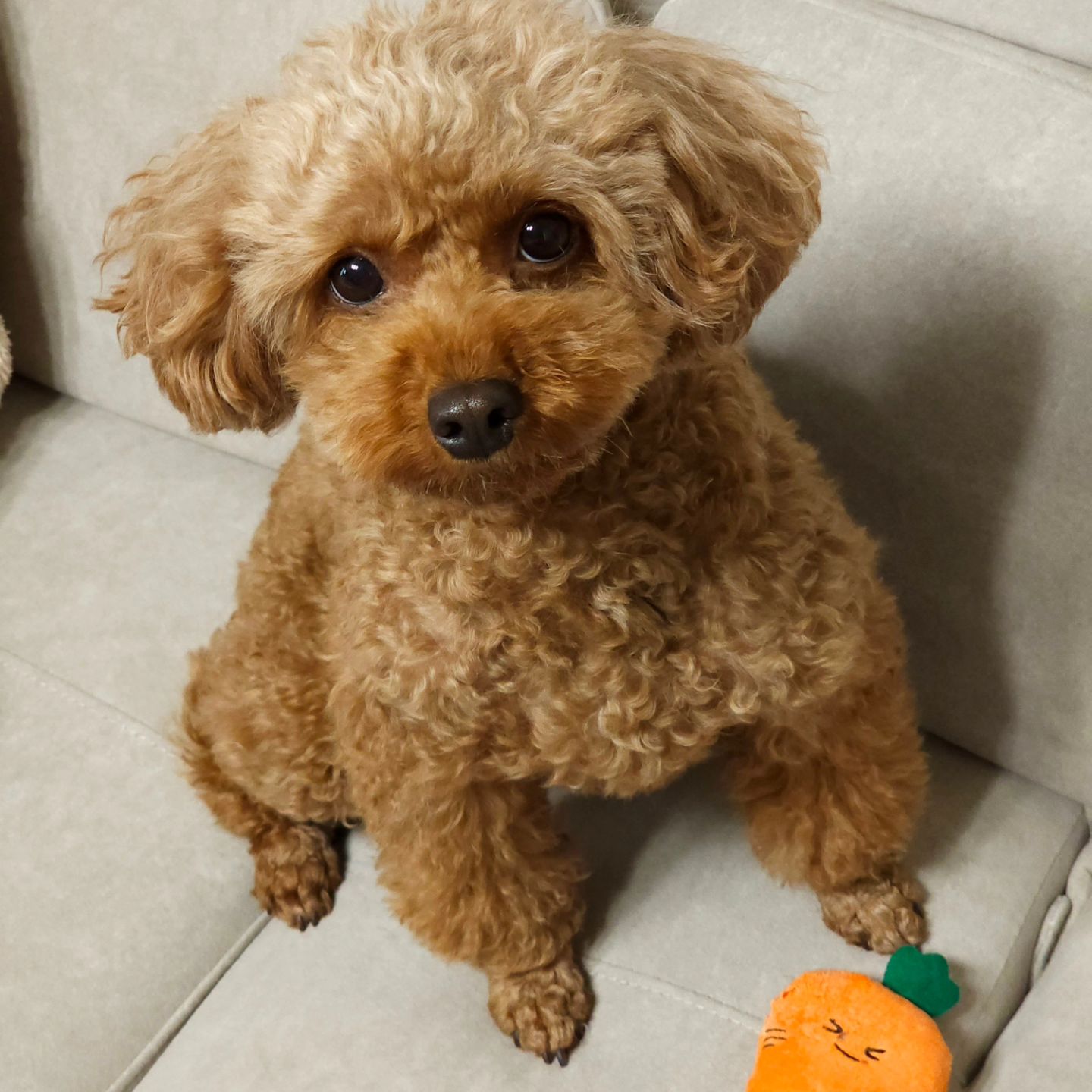 요즘 햇빛 좀 좋고 날 따뜻해졌다고
비매너 견주들이 몰려나온듯...
.
왜! 리드줄 안하냐구요!
멀리서 부터 순희 보고 짖는데 꿈적도 안하는 아주머니!!
혹시나 해서 순희 안고 가는데 역시나 내 다리 밑에서 
컹컹, 으르렁 지랄하는 개...🤬

일부러 견주 들으라고 '안꺼져? 발로차버린다!'
라고 말하는데도 웃으며 지켜보던 아주머니!!

돈 많으시냐구요,
물거나 물리면 그때 뭐라그러시게요..아오!!
.
똥 좀 치워요!
그거 주워서 비닐봉투에 넣는거 뭐가 어렵다고 똥 천지 만드냐구요!
아오! 산책하는데 똥 보이면 내가 다 눈치 보임..🤬
.
개만 보면 짖는 개 데리고 다니면서 다가오지마세요
안무는 개 아니에요 너님 개 무는개에요!!
.

매너있는 산책 좀 합시다ㅠㅠ
산책 나갔다가 빡쳐서 쓰는 주절거림 이였어요🥲

#세상에나쁜개는없다#개는훌륭하다#사람이문제#매너산책